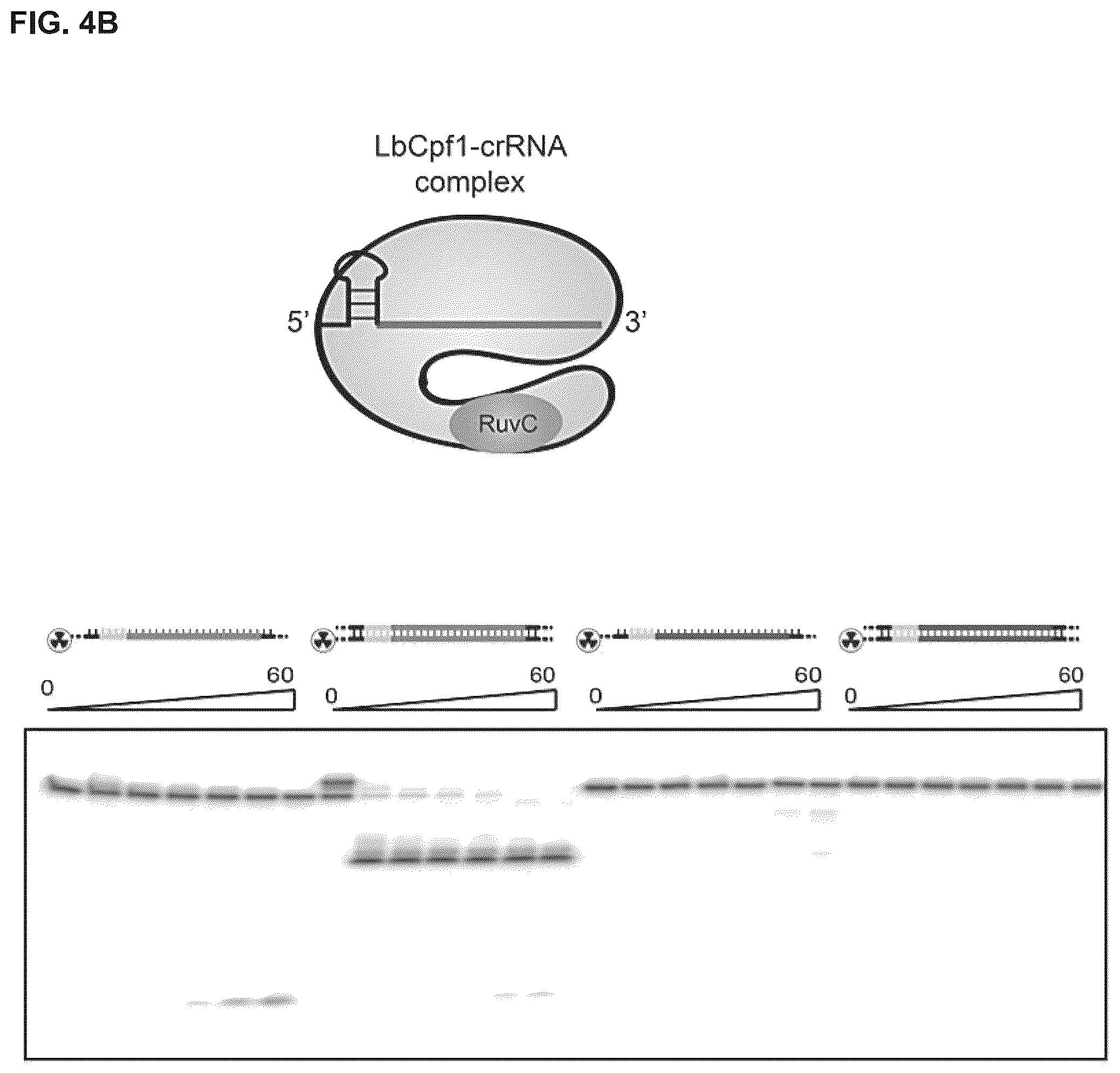 Patent US12319963 Figure 10 – Type V CRISPR/Cas effector proteins for cleaving ssDNAs and detecting target DNAs