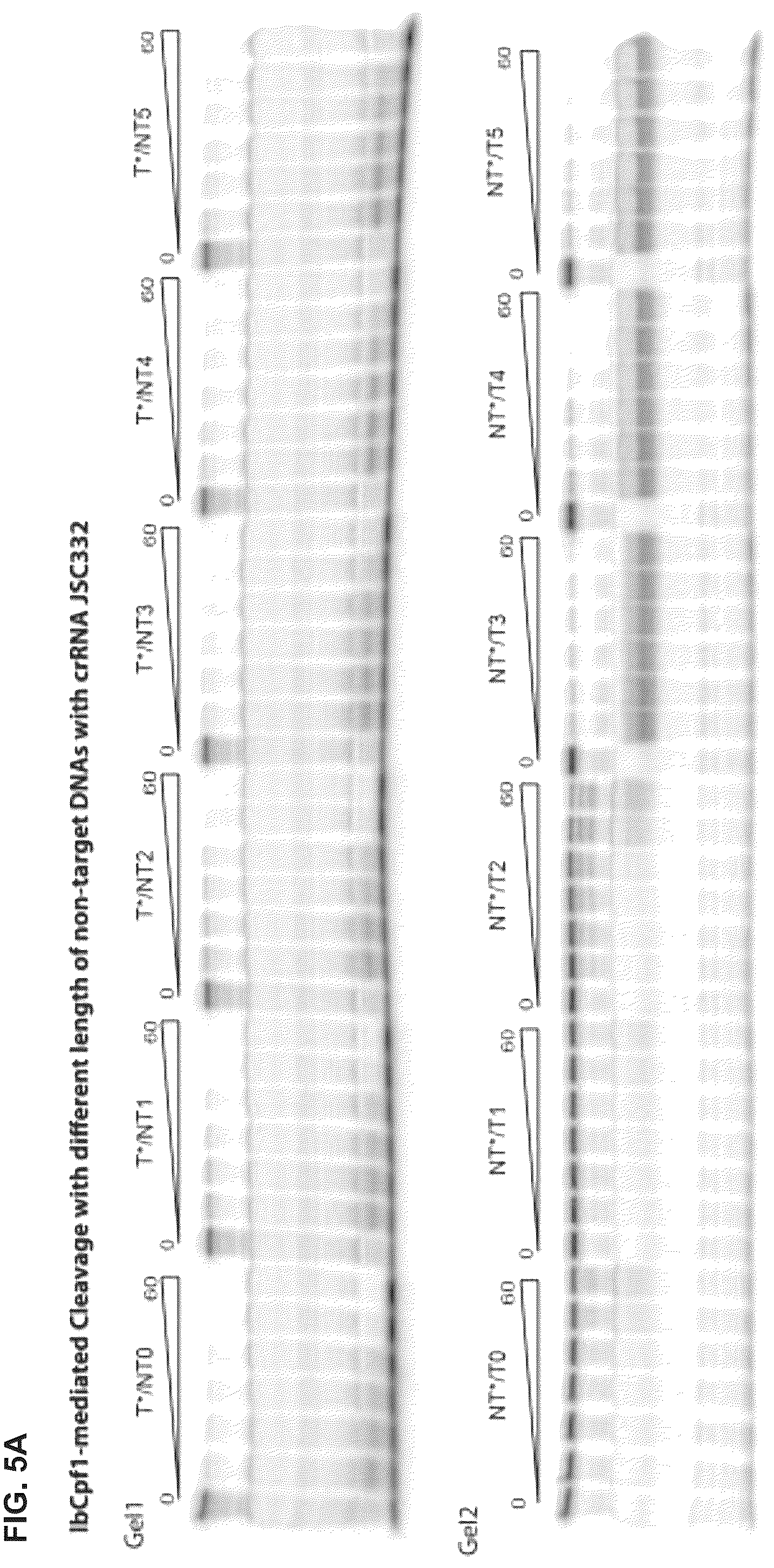 Patent US12319963 Figure 11 – Type V CRISPR/Cas effector proteins for cleaving ssDNAs and detecting target DNAs