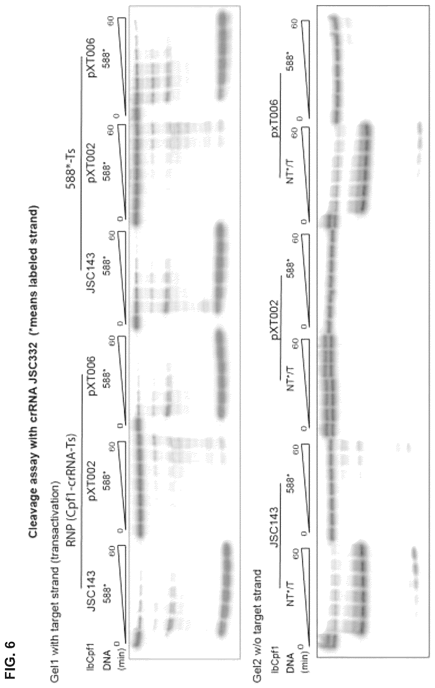 Patent US12319963 Figure 13 – Type V CRISPR/Cas effector proteins for cleaving ssDNAs and detecting target DNAs