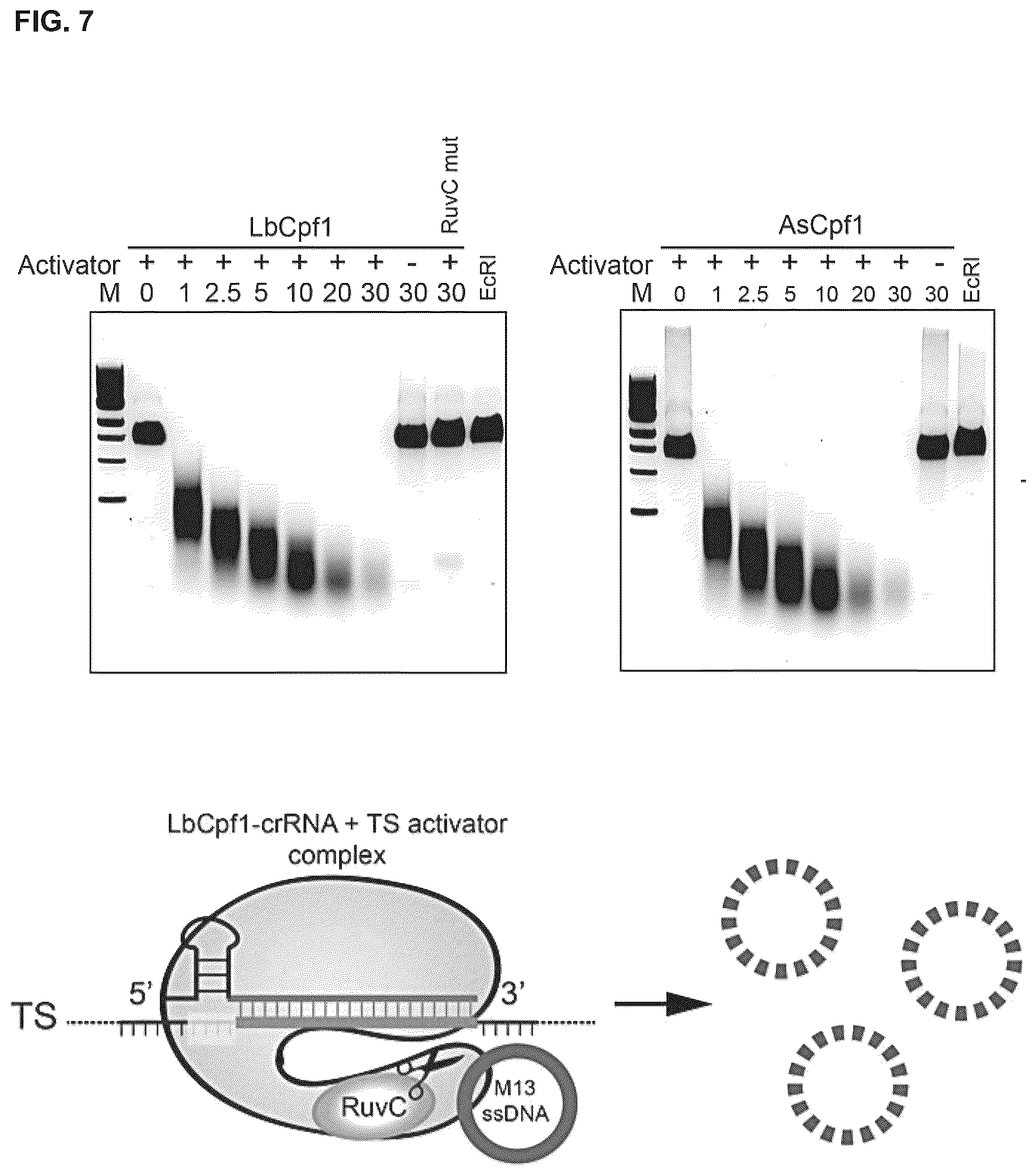 Patent US12319963 Figure 14 – Type V CRISPR/Cas effector proteins for cleaving ssDNAs and detecting target DNAs