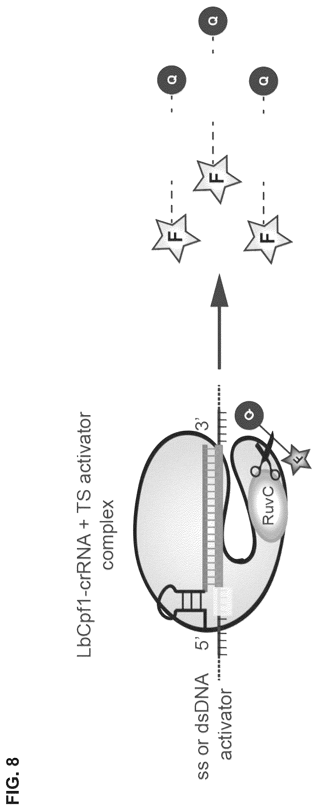Patent US12319963 Figure 15 – Type V CRISPR/Cas effector proteins for cleaving ssDNAs and detecting target DNAs