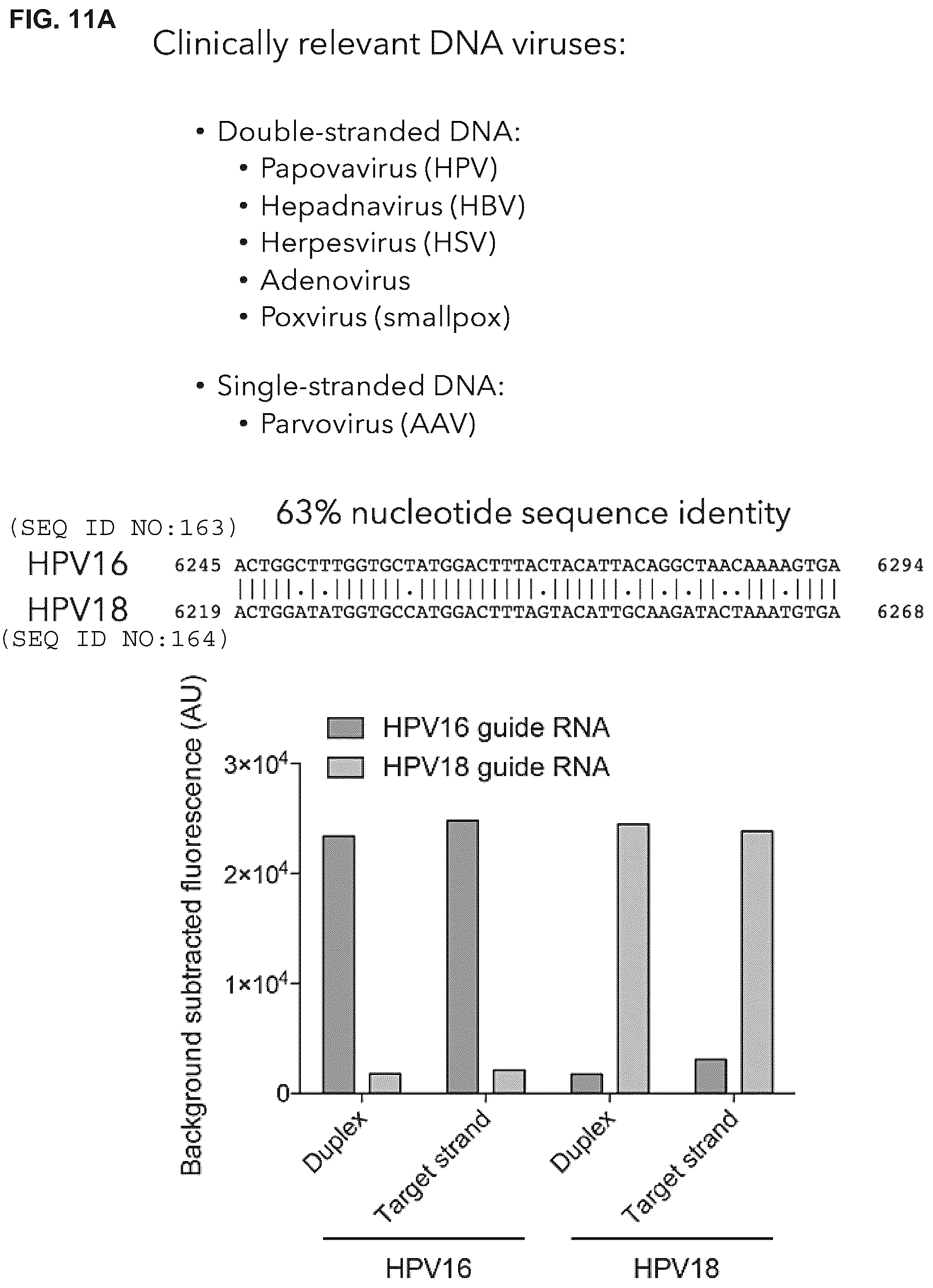 Patent US12319963 Figure 19 – Type V CRISPR/Cas effector proteins for cleaving ssDNAs and detecting target DNAs