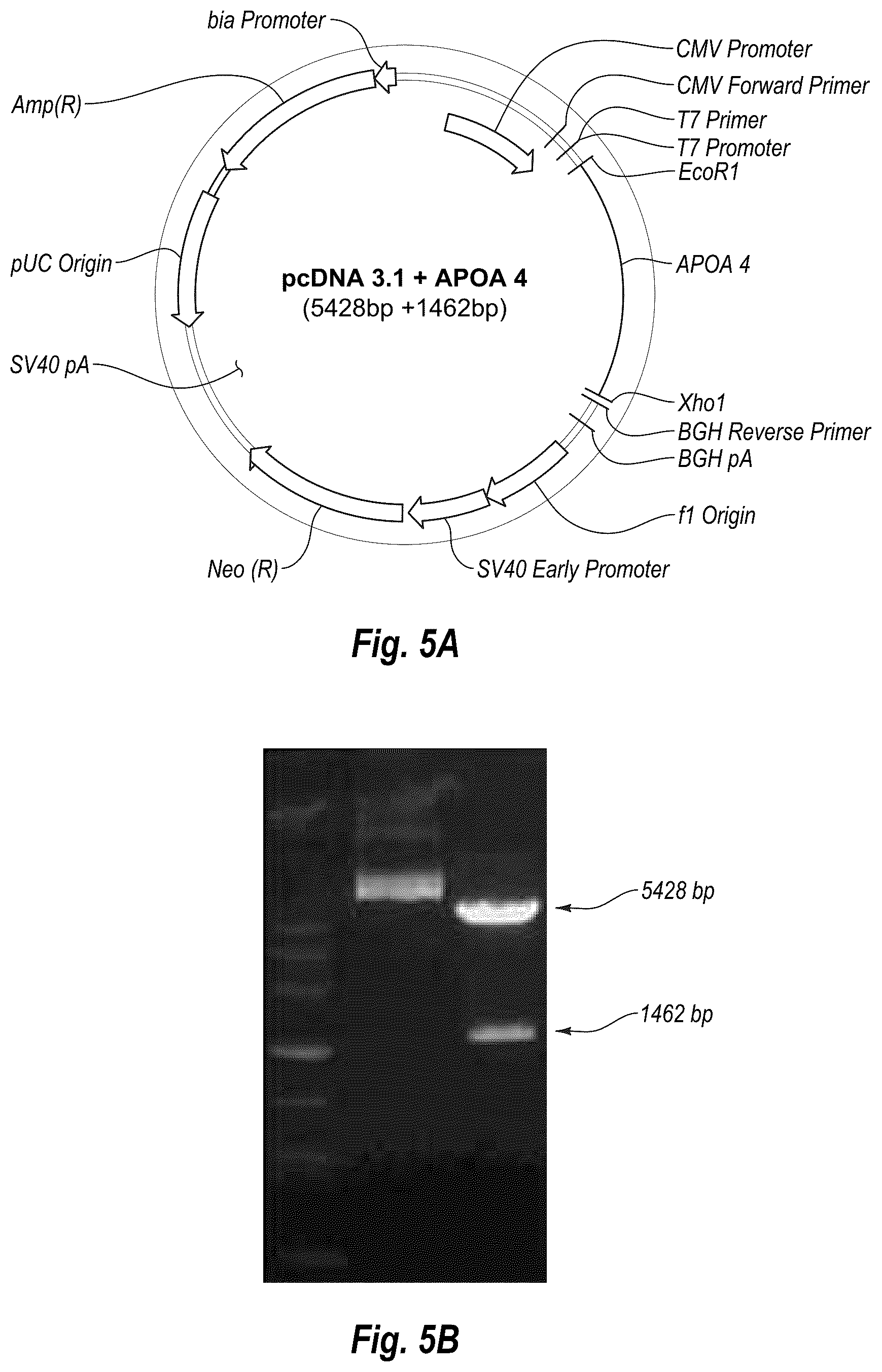 Patent US12319966 Figure 5 – Combinations of cell free nucleic acids