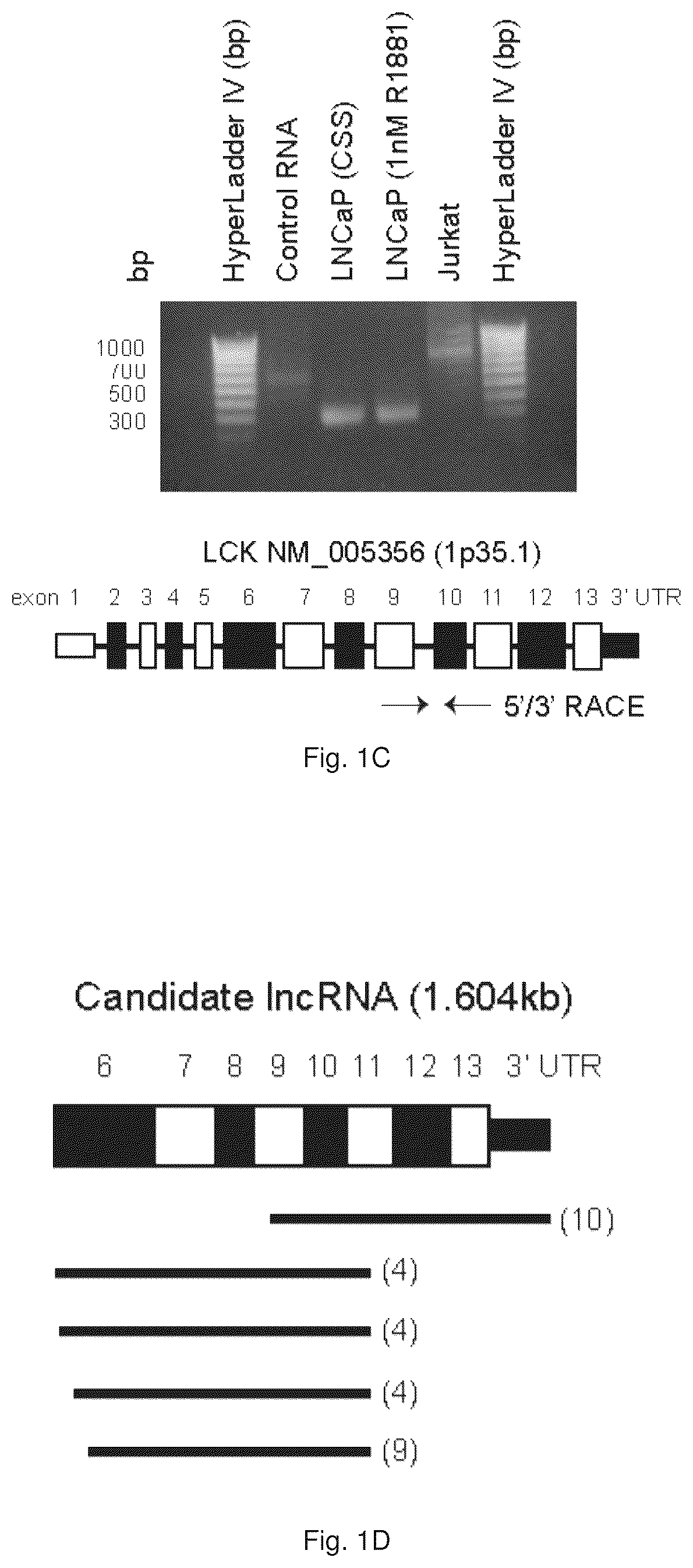Patent US12319967 Figure 2 – Methods and compositions for diagnosing and treating prostate cancer based on long noncoding RNA overlapping the LCK gene that regulates prostate cancer cell growth