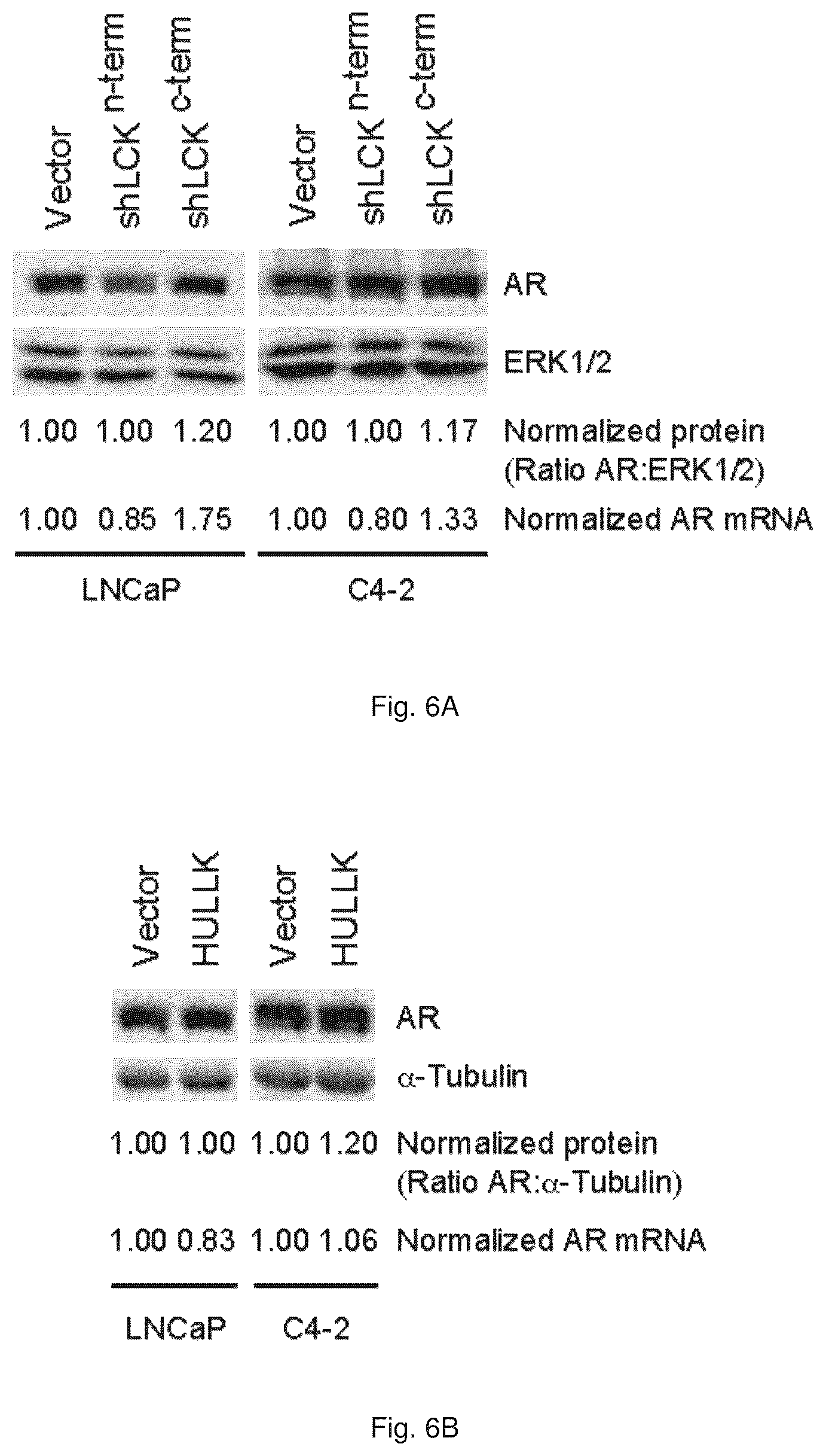 Patent US12319967 Figure 13 – Methods and compositions for diagnosing and treating prostate cancer based on long noncoding RNA overlapping the LCK gene that regulates prostate cancer cell growth