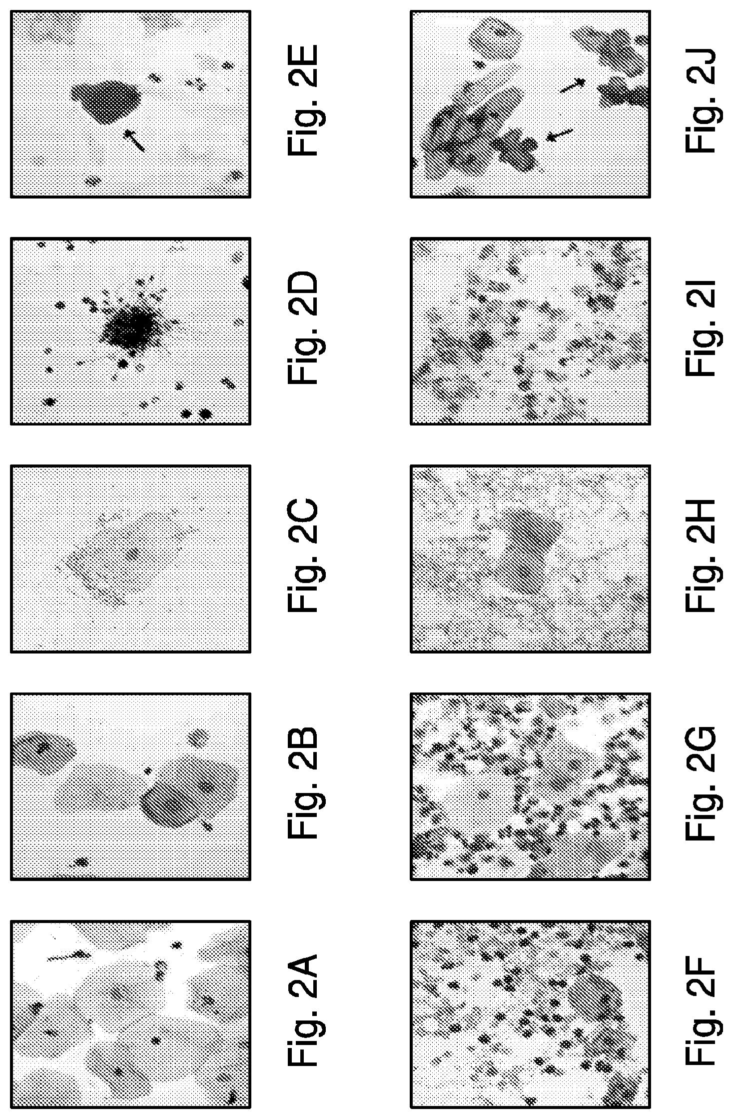 Patent US12319971 Figure 2 – Methods for prostate cancer detection