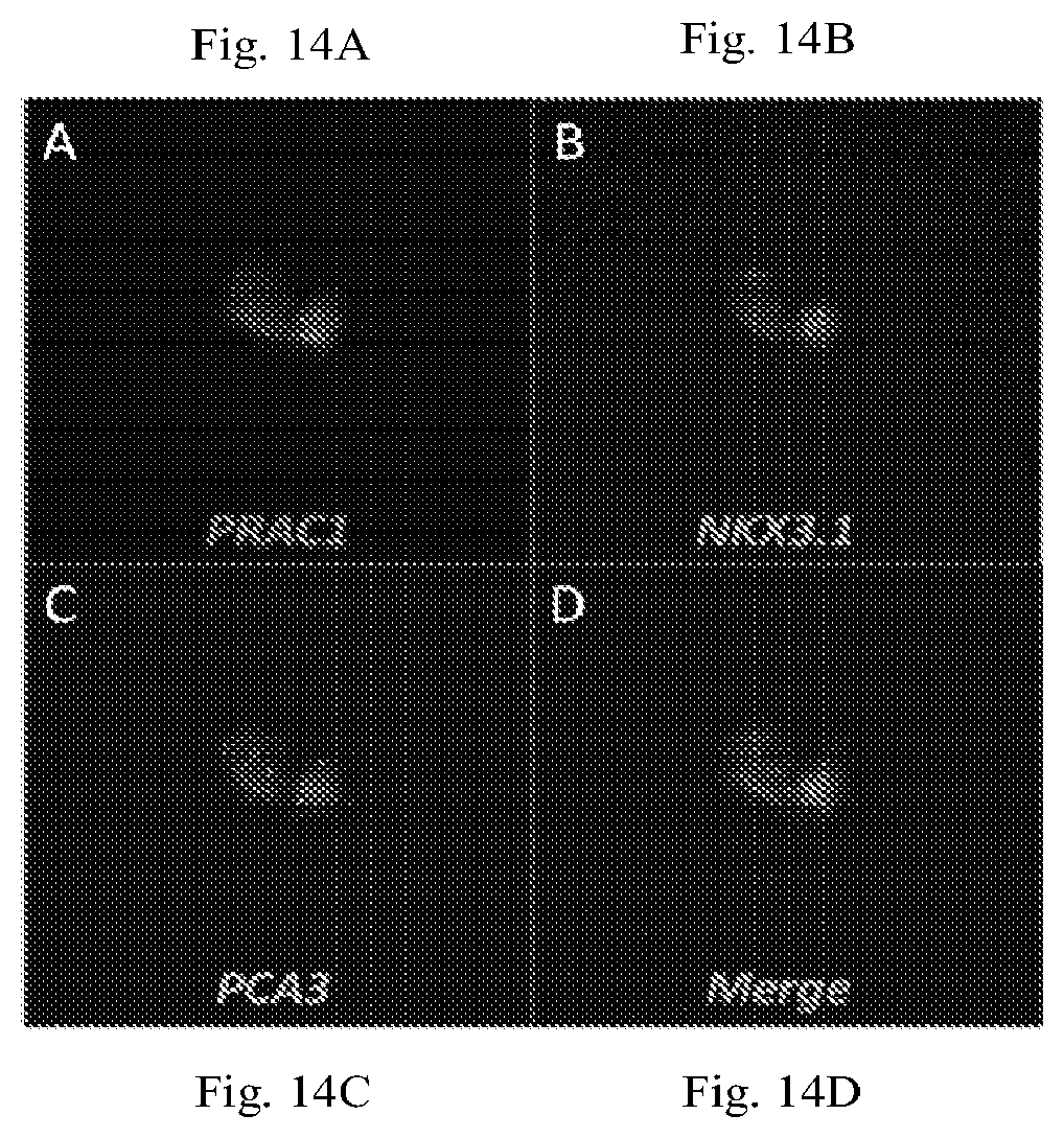 Patent US12319971 Figure 11 – Methods for prostate cancer detection