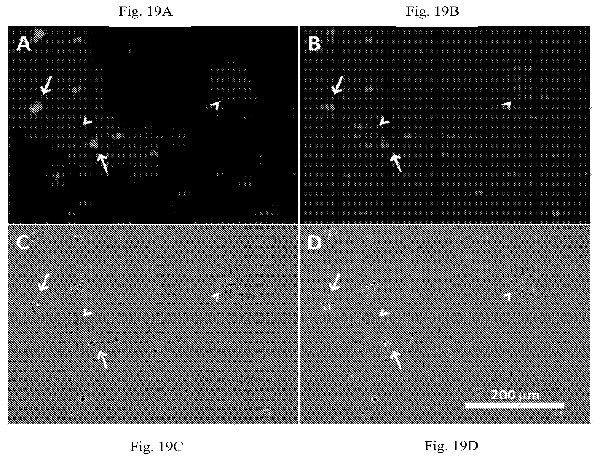 Patent US12319971 Figure 17 – Methods for prostate cancer detection