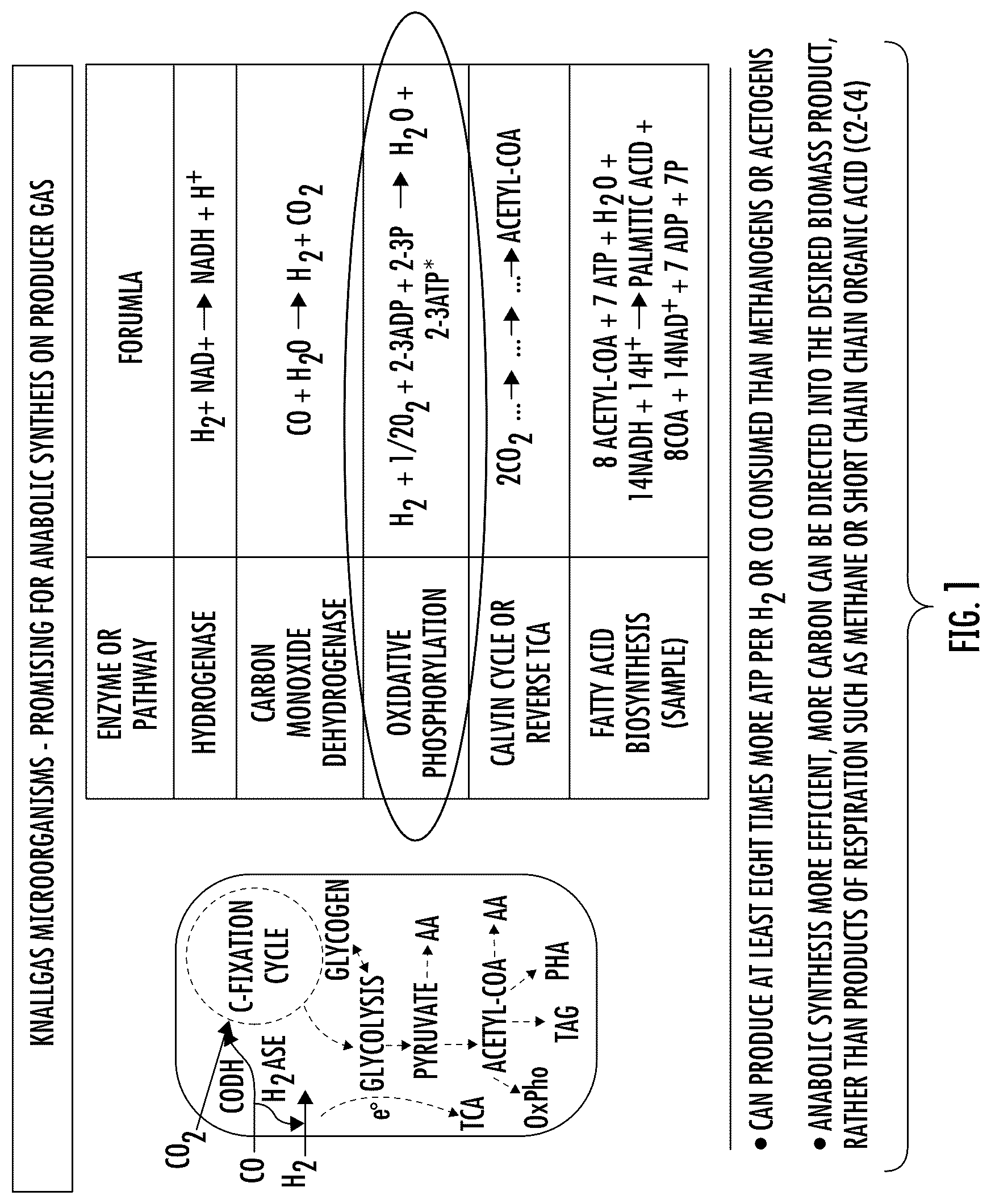 Patent US12320014 Figure 1 – Microorganisms and artificial ecosystems for the production of protein, food, and useful co-products from C1 substrates
