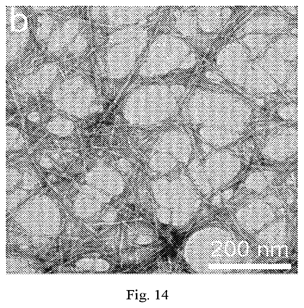 Patent US12320069 Figure 14 – Carboxylated cellulose nanofiber and preparation method thereof