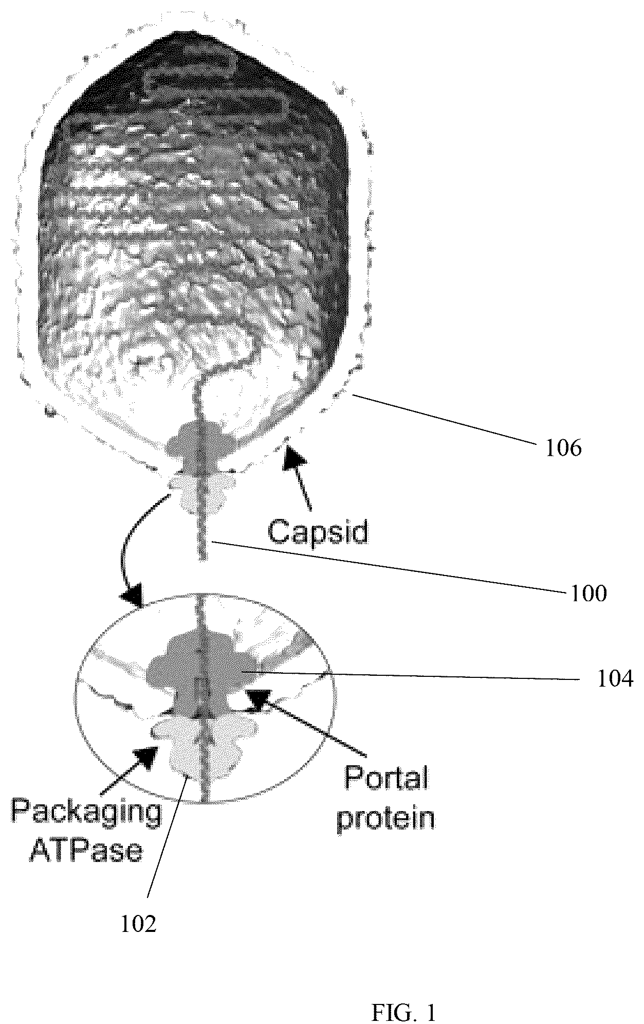 Patent US12320796 Figure 1 – Lipid-free anchoring of thermophilic bacteriophage G20c portal adapter into solid-state nanopores