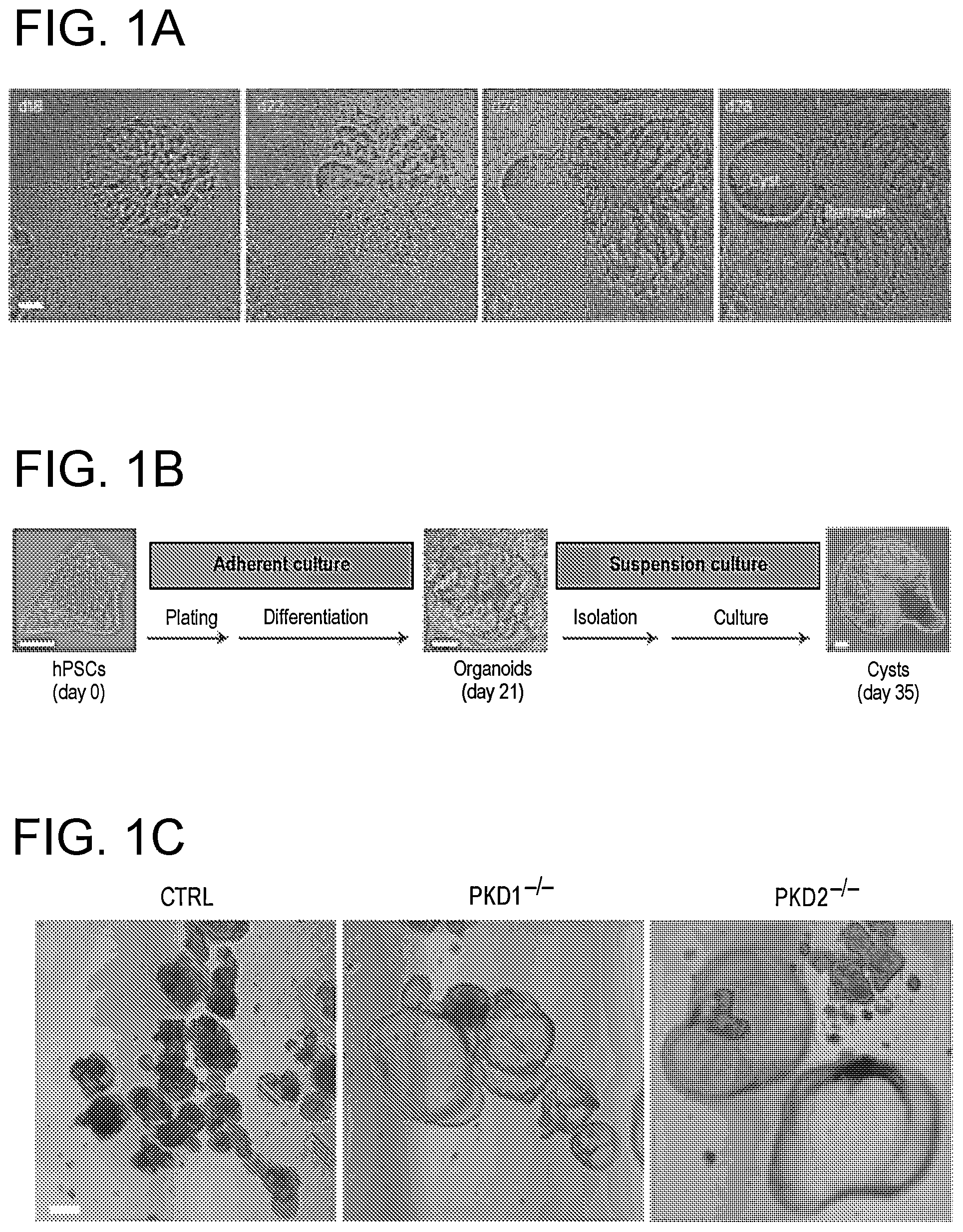 Patent US12320800 Figure 1 – High-throughput automation of organoids for identifying therapeutic strategies