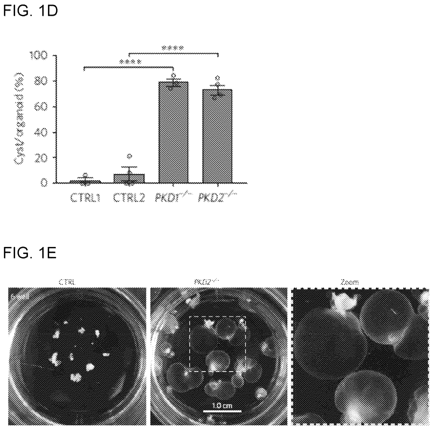 Patent US12320800 Figure 2 – High-throughput automation of organoids for identifying therapeutic strategies