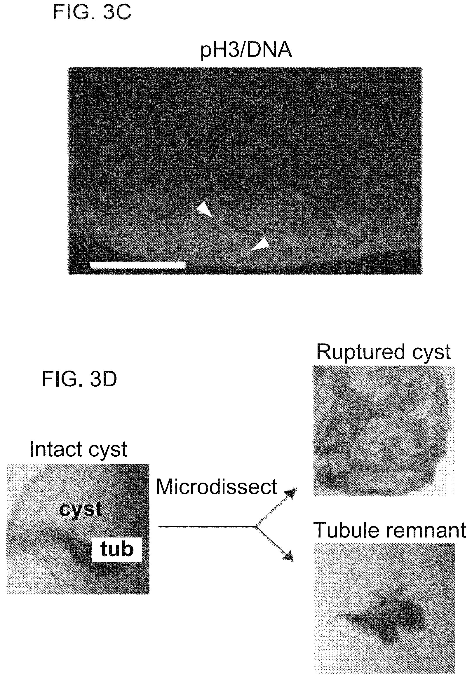 Patent US12320800 Figure 7 – High-throughput automation of organoids for identifying therapeutic strategies