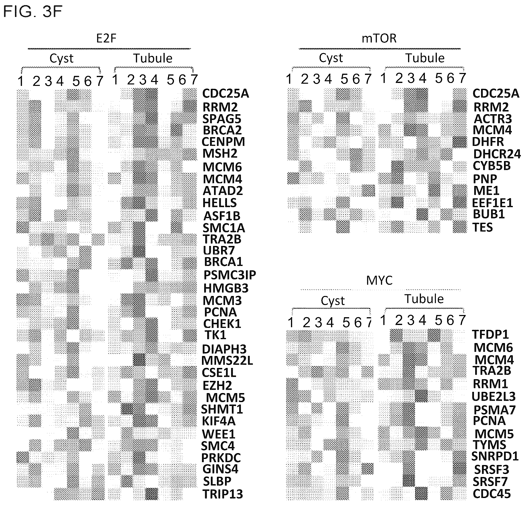 Patent US12320800 Figure 9 – High-throughput automation of organoids for identifying therapeutic strategies