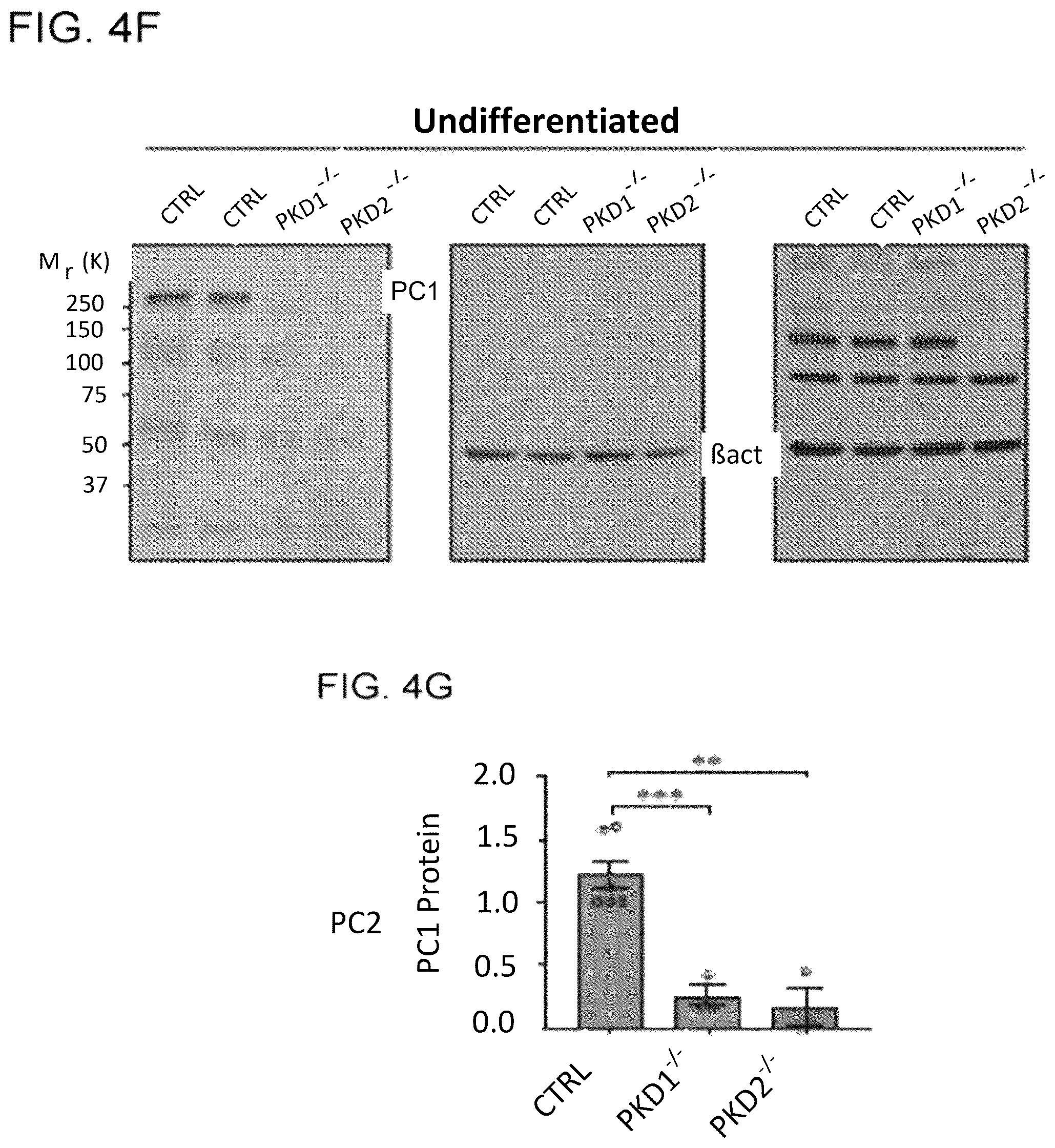 Patent US12320800 Figure 12 – High-throughput automation of organoids for identifying therapeutic strategies