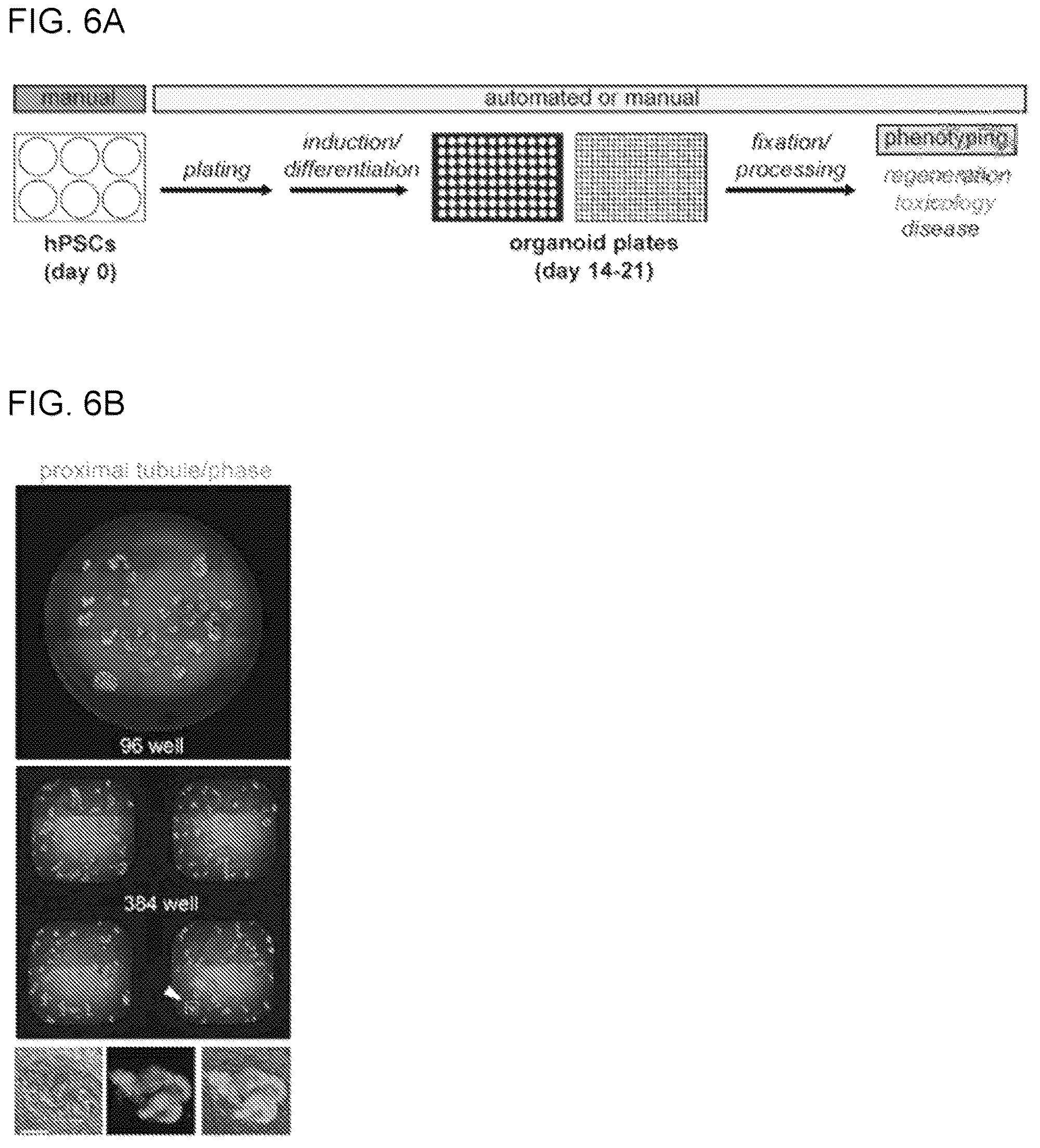 Patent US12320800 Figure 18 – High-throughput automation of organoids for identifying therapeutic strategies