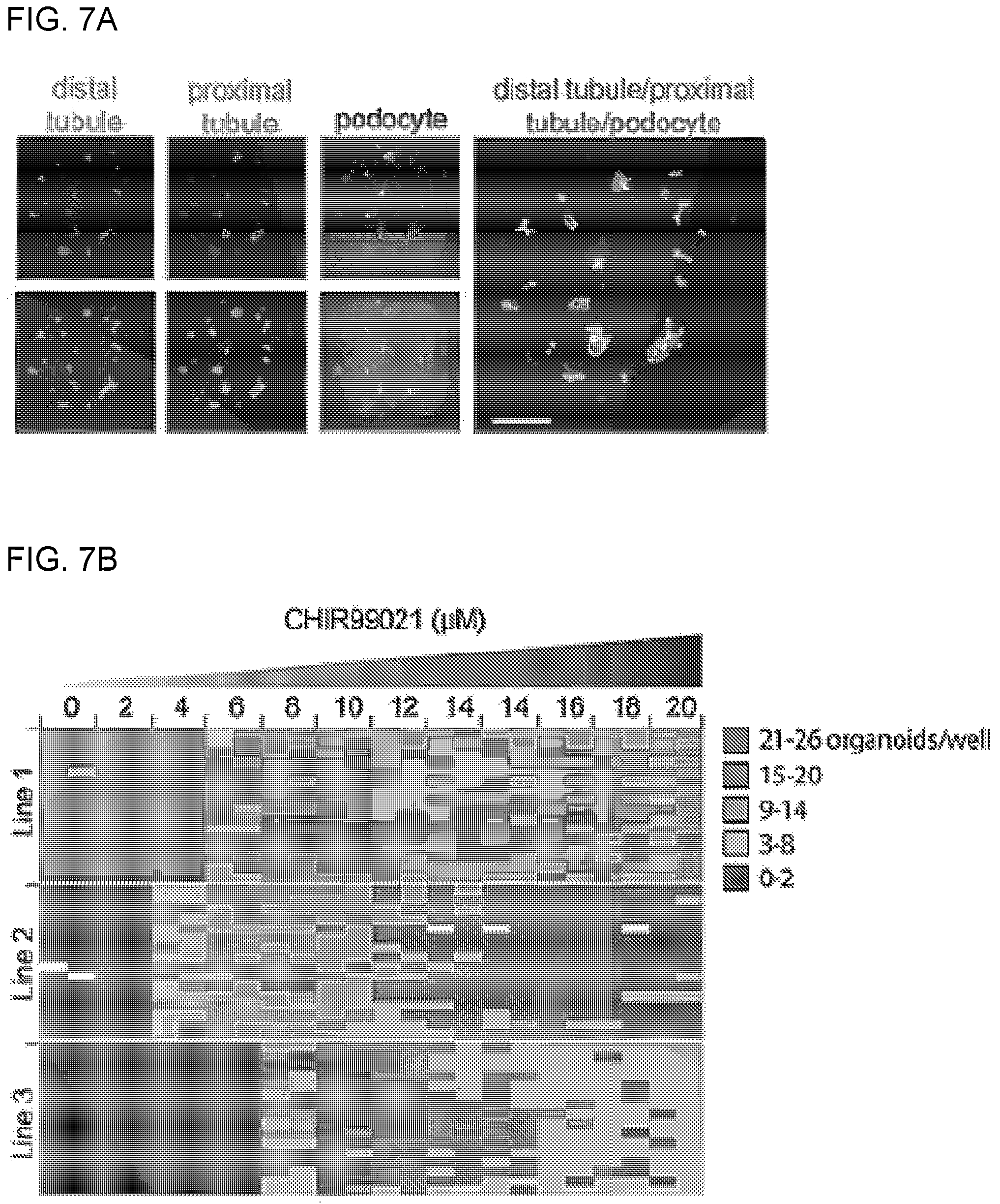 Patent US12320800 Figure 20 – High-throughput automation of organoids for identifying therapeutic strategies