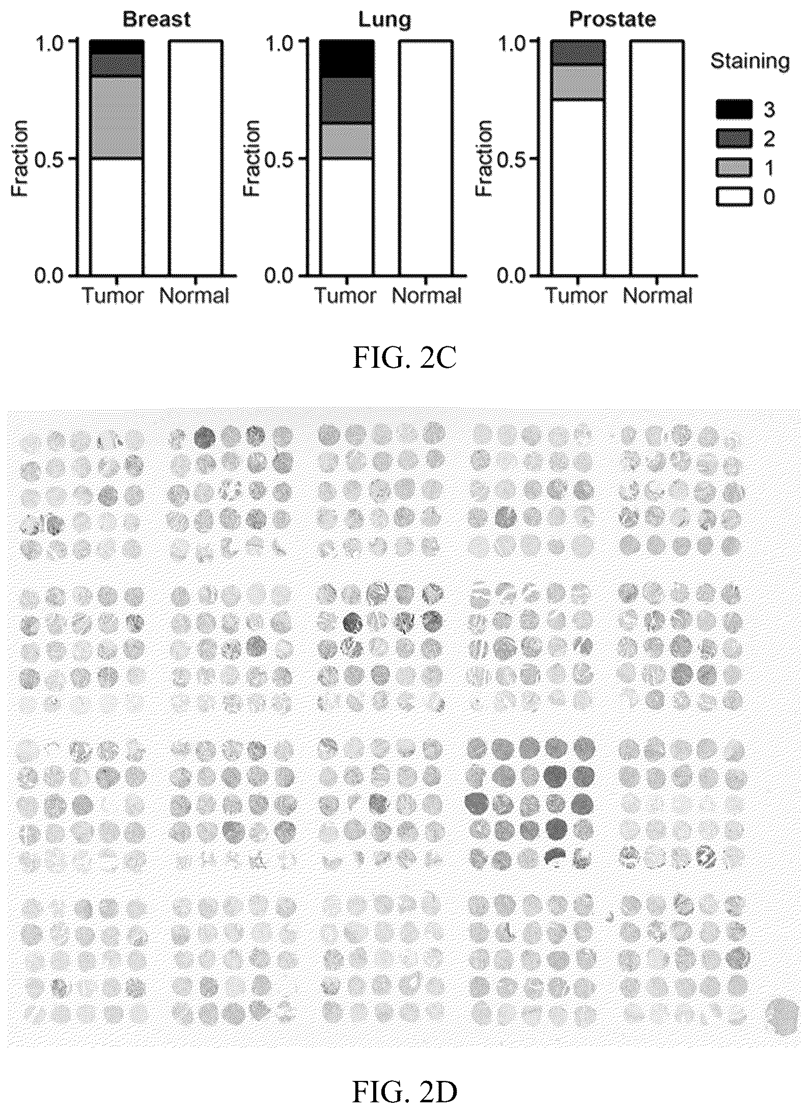 Patent US12320801 Figure 5 – Methods to spatially profile protease activity in tissue and sections