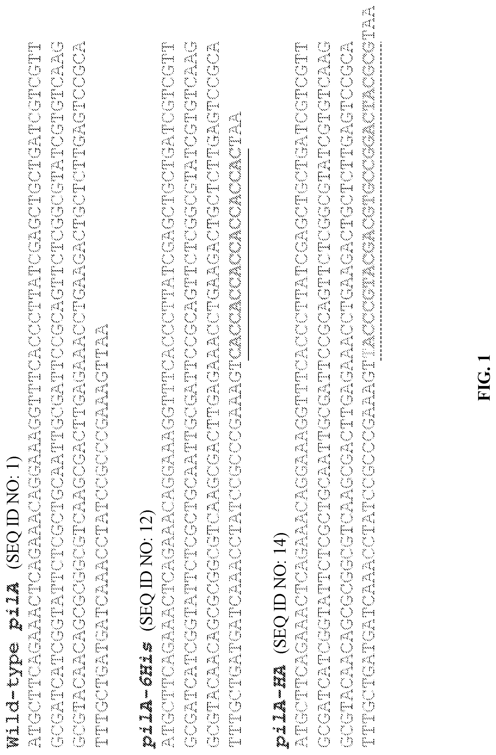 Patent US12320802 Figure 1 – Microbial nanowires modified to contain peptides and methods of making