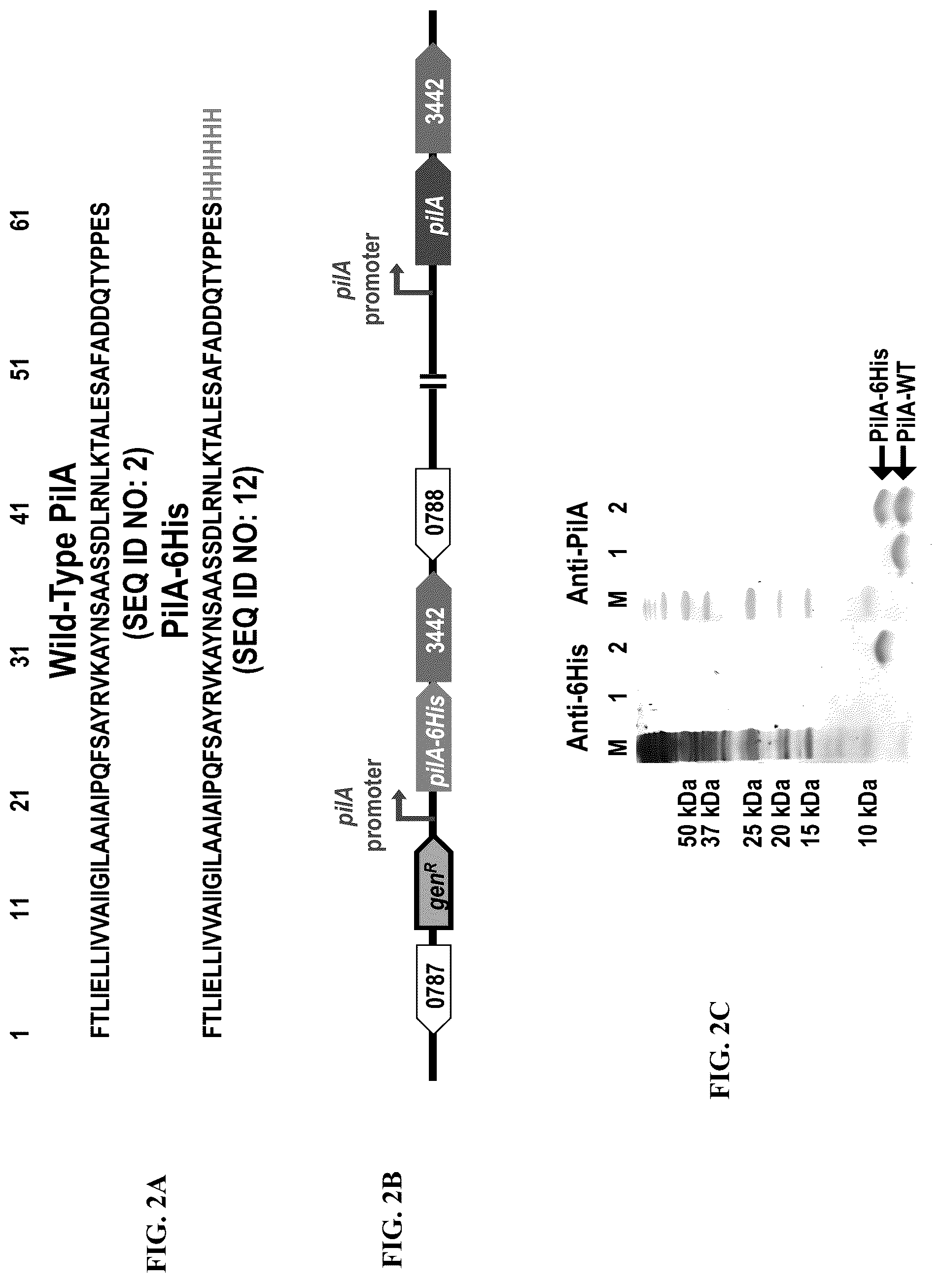 Patent US12320802 Figure 2 – Microbial nanowires modified to contain peptides and methods of making
