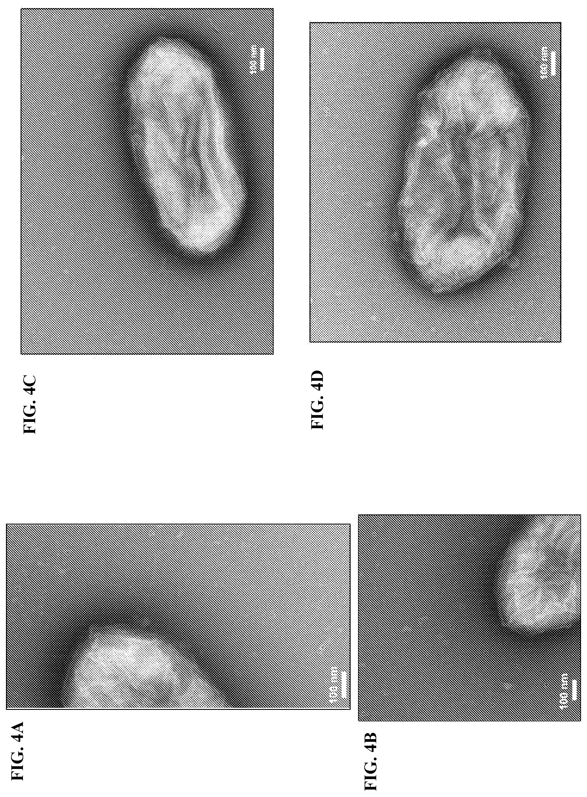Patent US12320802 Figure 4 – Microbial nanowires modified to contain peptides and methods of making