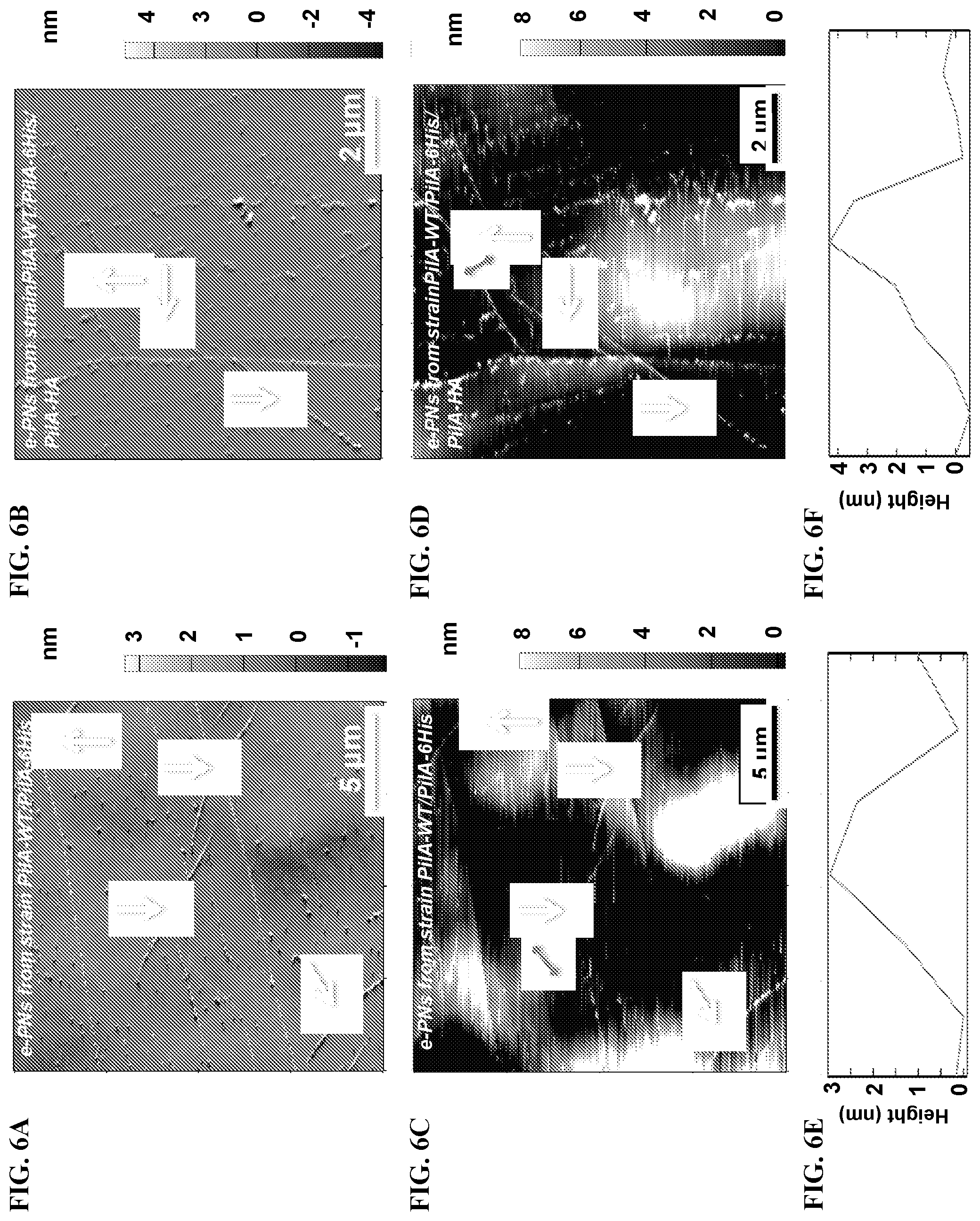 Patent US12320802 Figure 6 – Microbial nanowires modified to contain peptides and methods of making