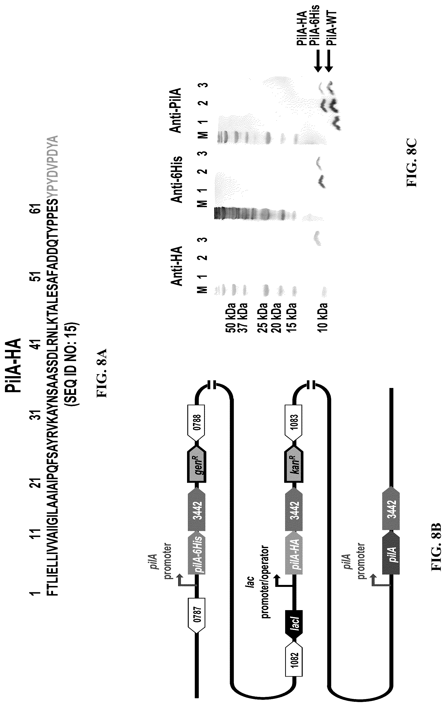 Patent US12320802 Figure 9 – Microbial nanowires modified to contain peptides and methods of making