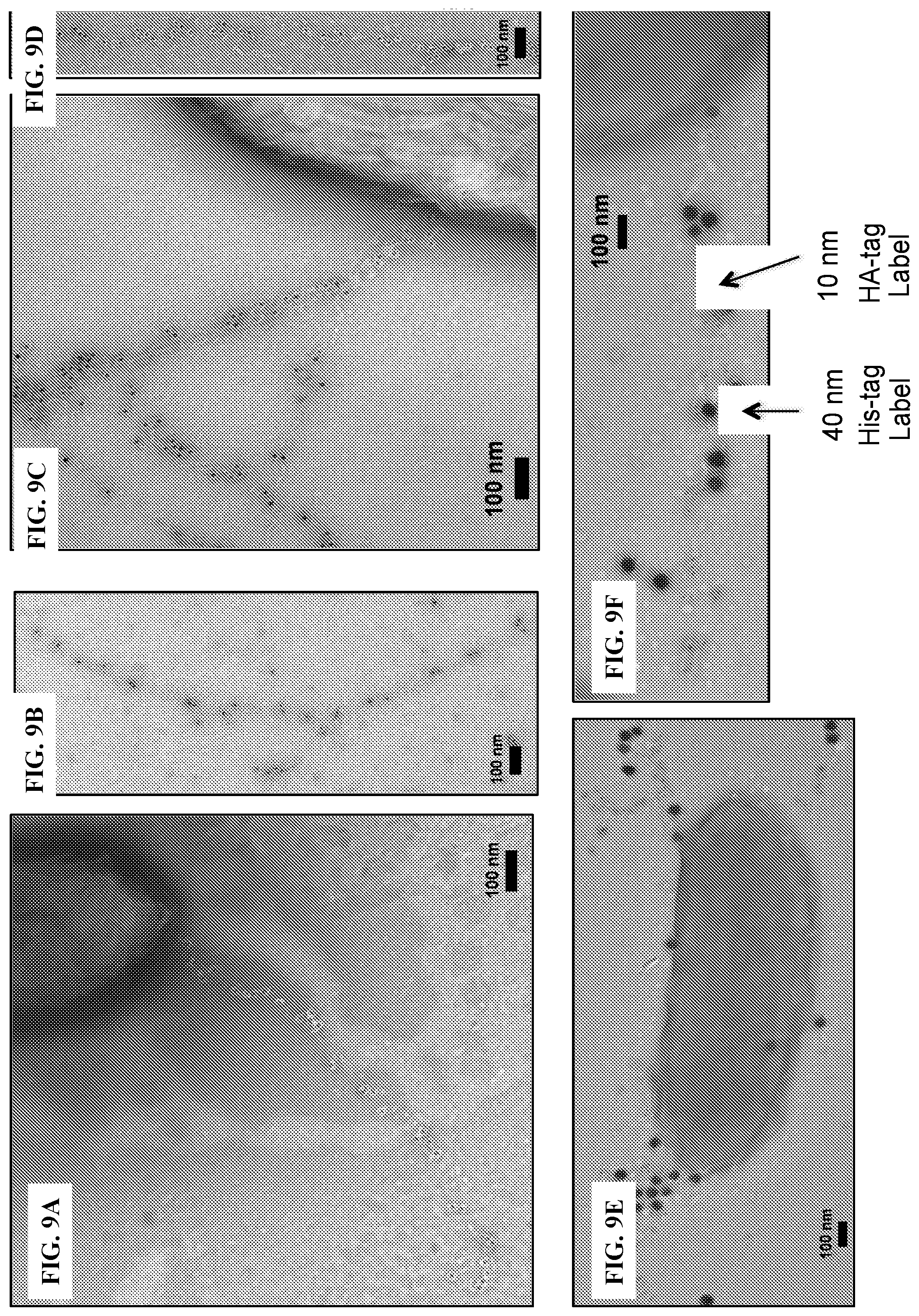 Patent US12320802 Figure 10 – Microbial nanowires modified to contain peptides and methods of making