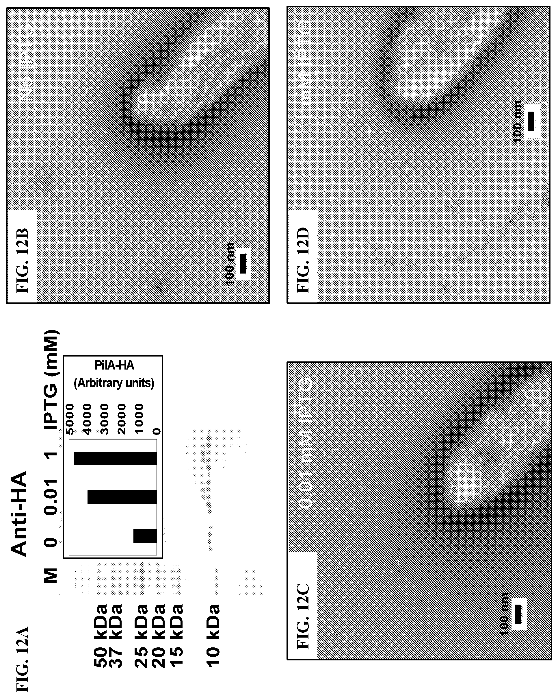 Patent US12320802 Figure 13 – Microbial nanowires modified to contain peptides and methods of making