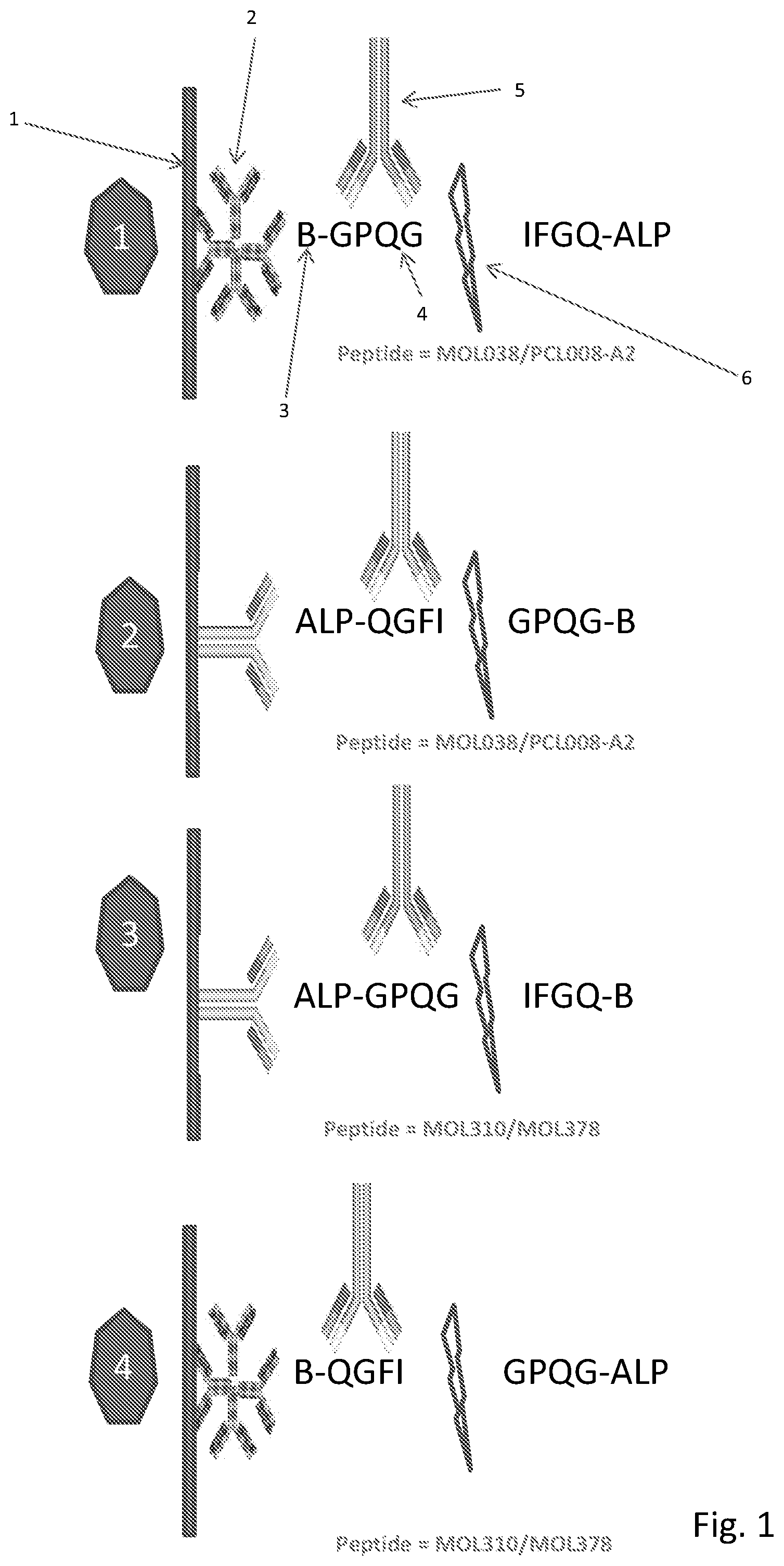 Patent US12320804 Figure 1 – Detection of cleavage activity of an enzyme
