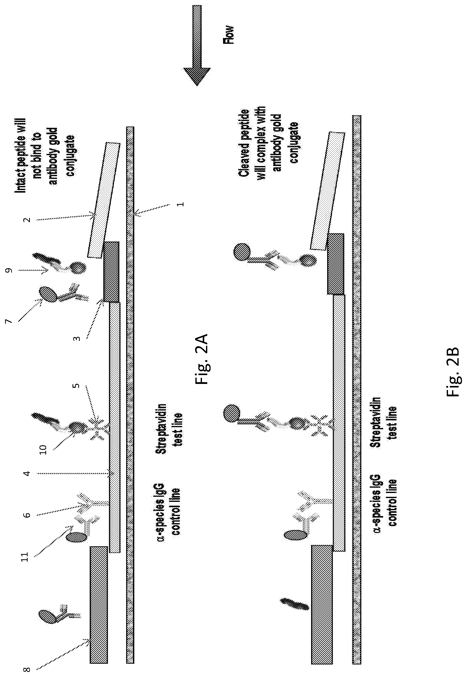 Patent US12320804 Figure 2 – Detection of cleavage activity of an enzyme