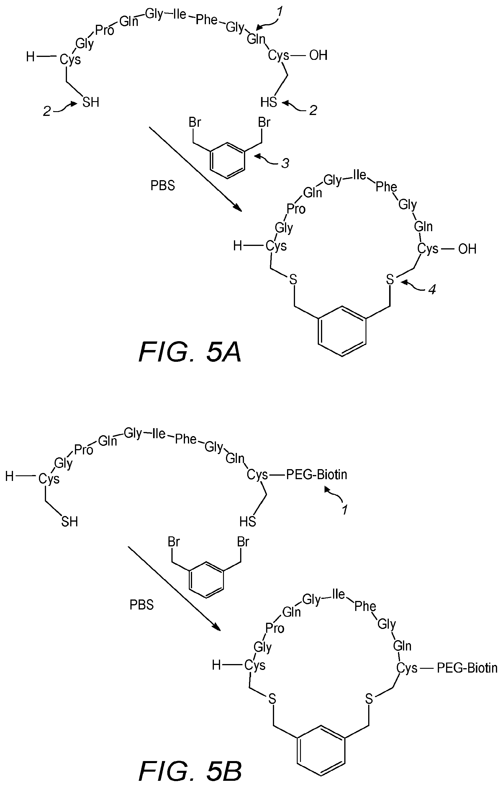 Patent US12320804 Figure 4 – Detection of cleavage activity of an enzyme