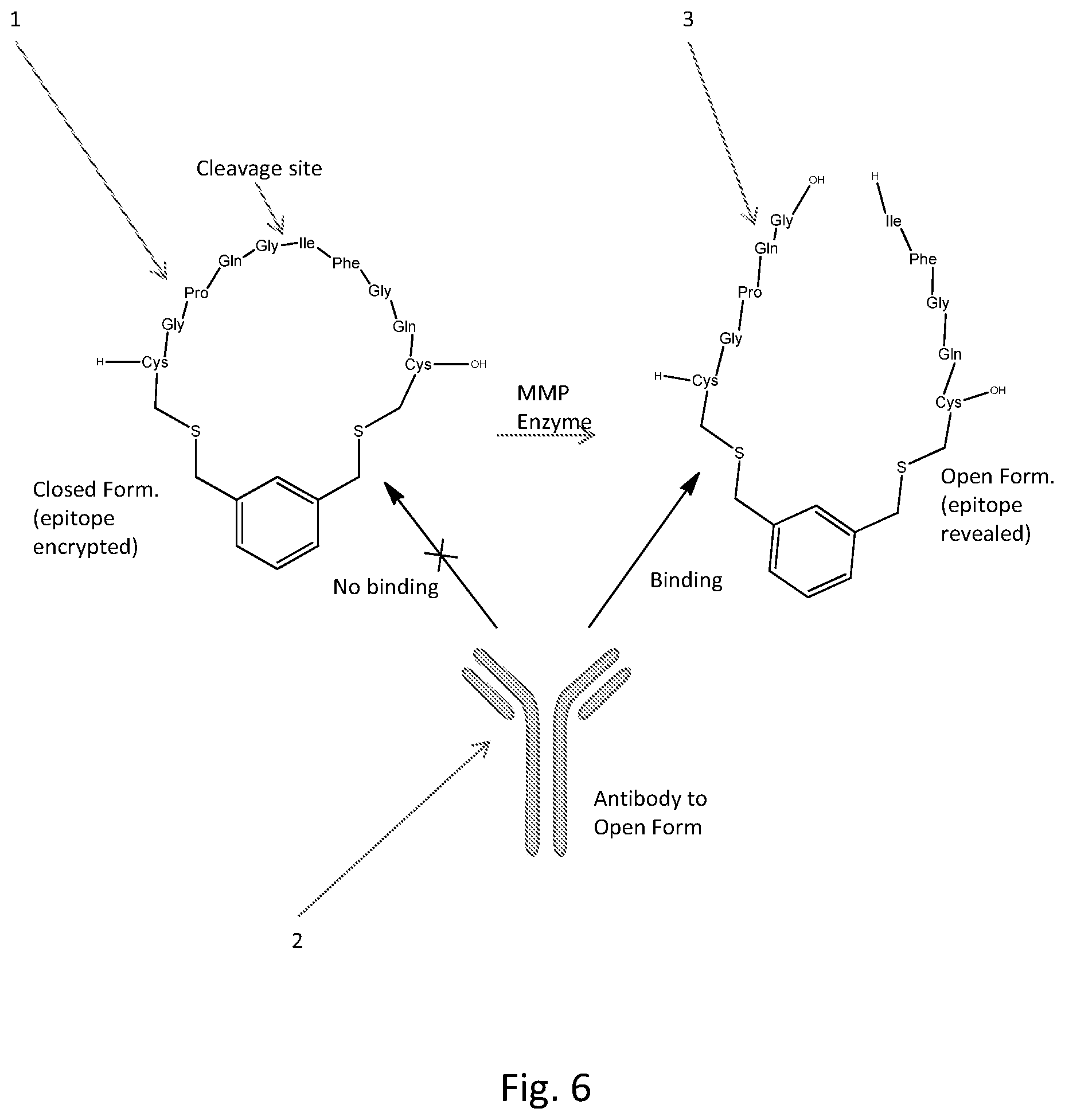 Patent US12320804 Figure 5 – Detection of cleavage activity of an enzyme
