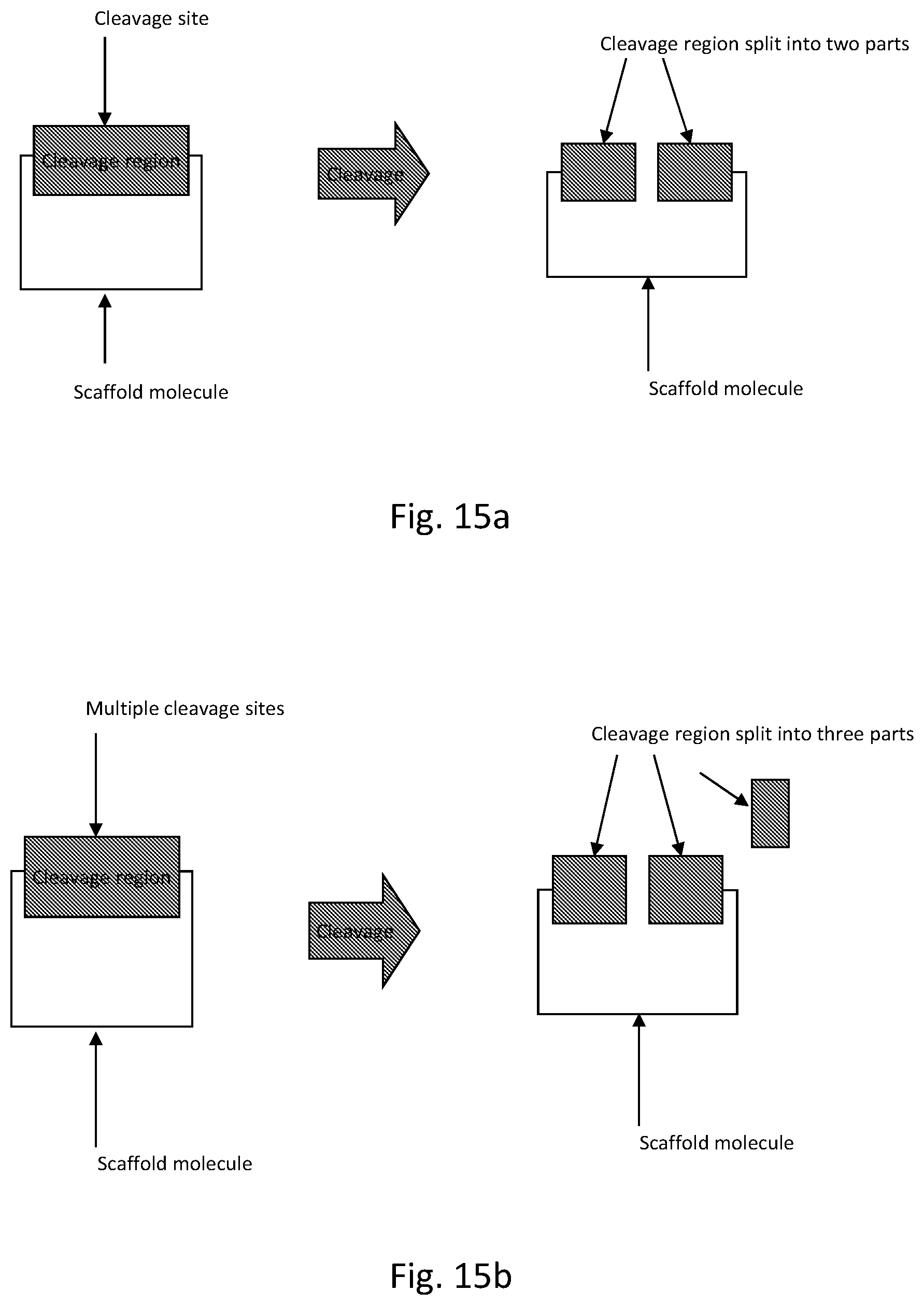 Patent US12320804 Figure 14 – Detection of cleavage activity of an enzyme