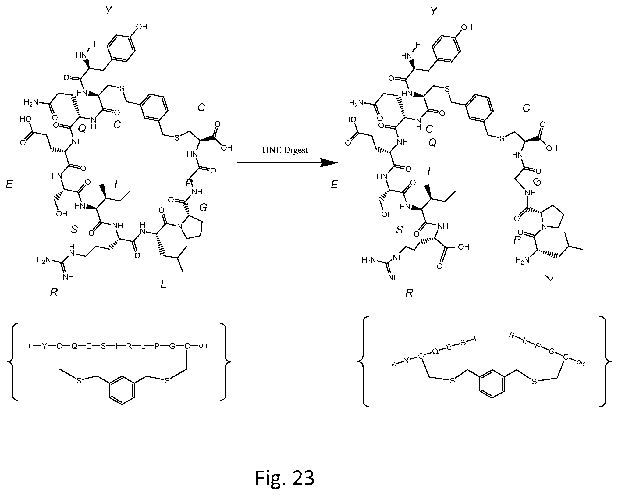 Patent US12320804 Figure 18 – Detection of cleavage activity of an enzyme