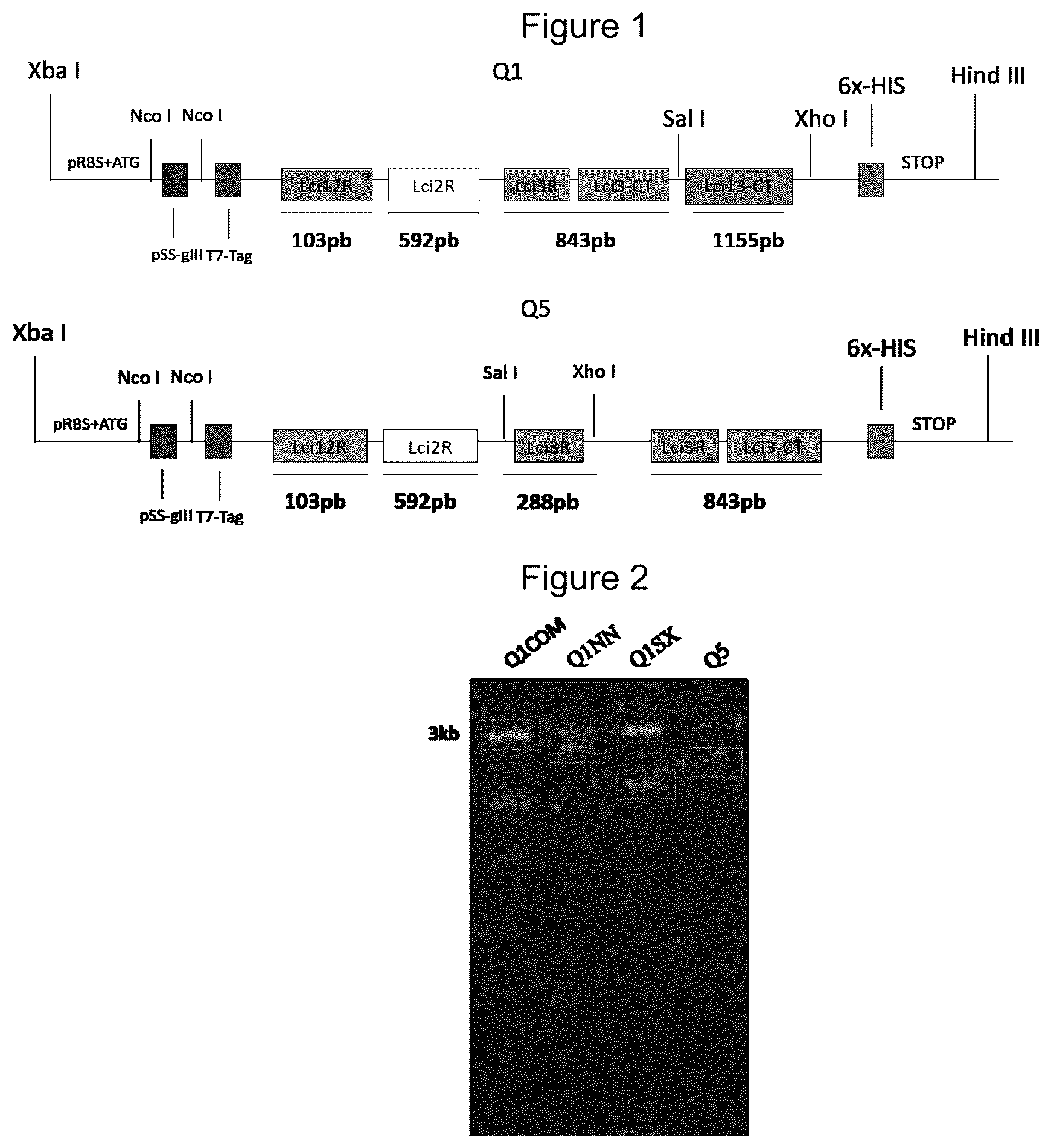 Patent US12320807 Figure 1 – Chimeric protein, method of production and use thereof, and also a nucleic acid molecule, expression cassette, expression vector, host cell, composition for the diagnosis of leishmaniasis, kit for the diagnosis of leishmaniasis and method of diagnosis of leishmaniasis in vitro