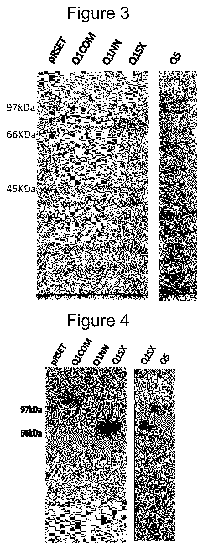 Patent US12320807 Figure 2 – Chimeric protein, method of production and use thereof, and also a nucleic acid molecule, expression cassette, expression vector, host cell, composition for the diagnosis of leishmaniasis, kit for the diagnosis of leishmaniasis and method of diagnosis of leishmaniasis in vitro