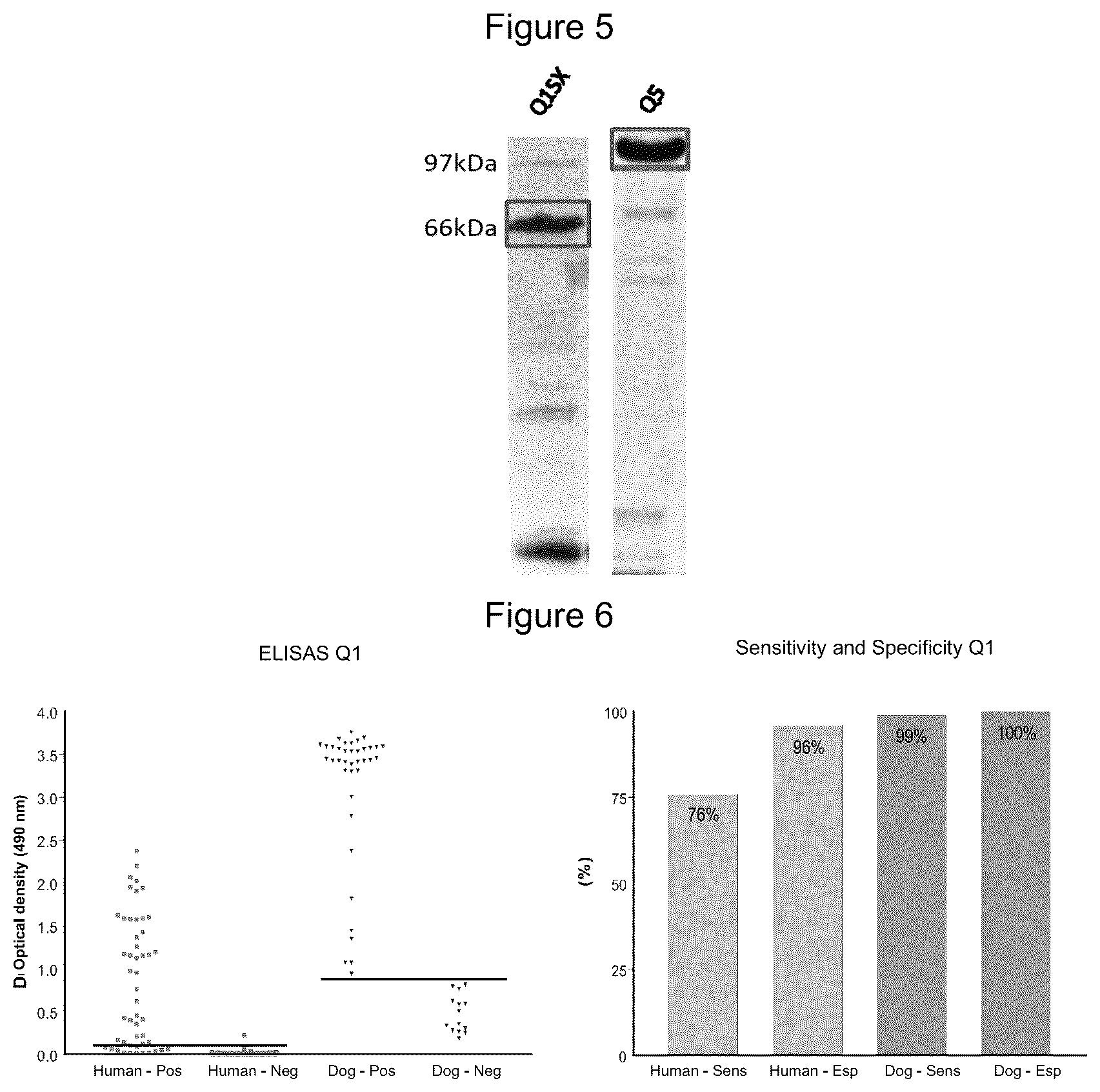 Patent US12320807 Figure 3 – Chimeric protein, method of production and use thereof, and also a nucleic acid molecule, expression cassette, expression vector, host cell, composition for the diagnosis of leishmaniasis, kit for the diagnosis of leishmaniasis and method of diagnosis of leishmaniasis in vitro