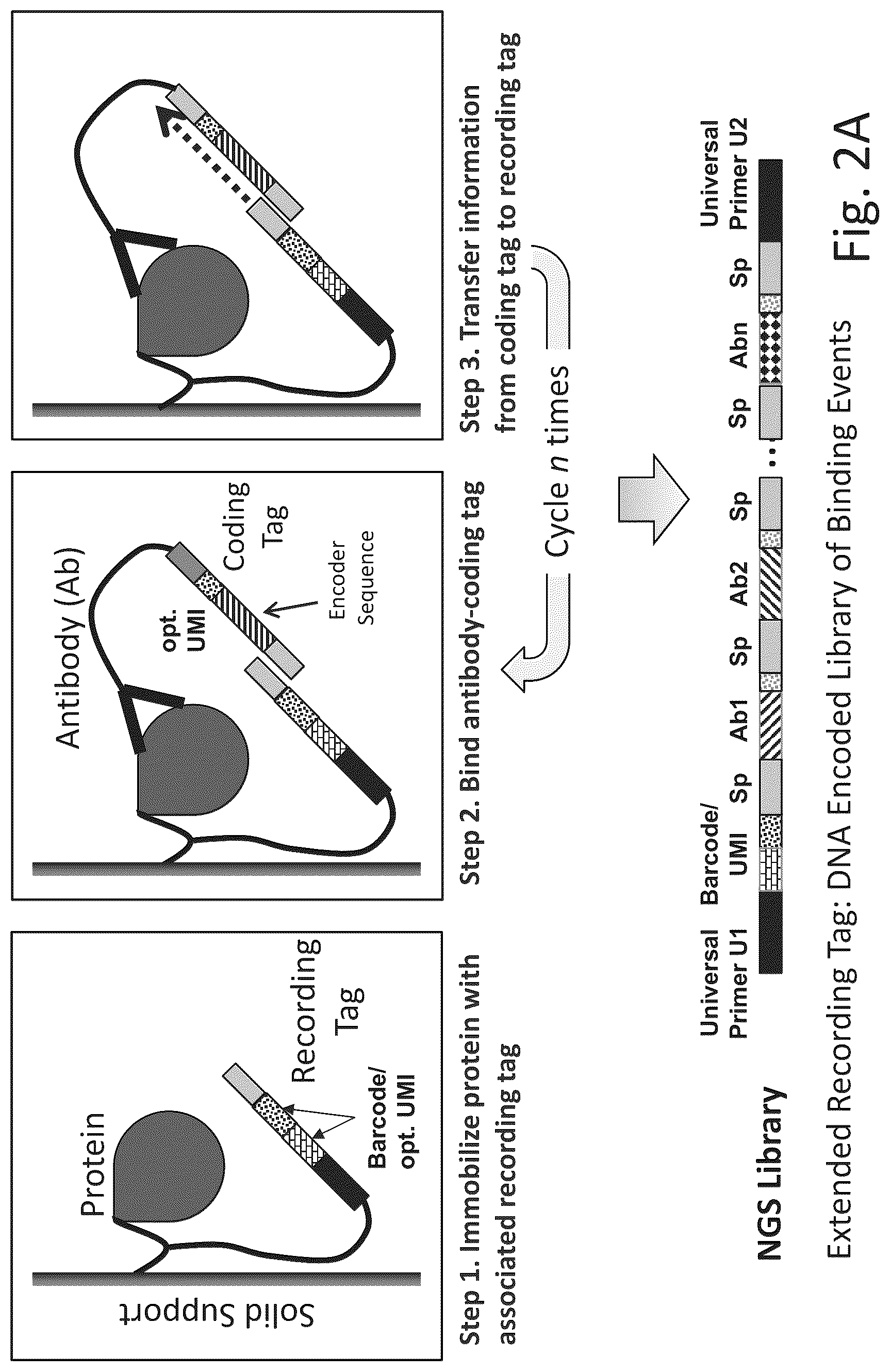 Patent US12320813 Figure 3 – Macromolecule analysis employing nucleic acid encoding