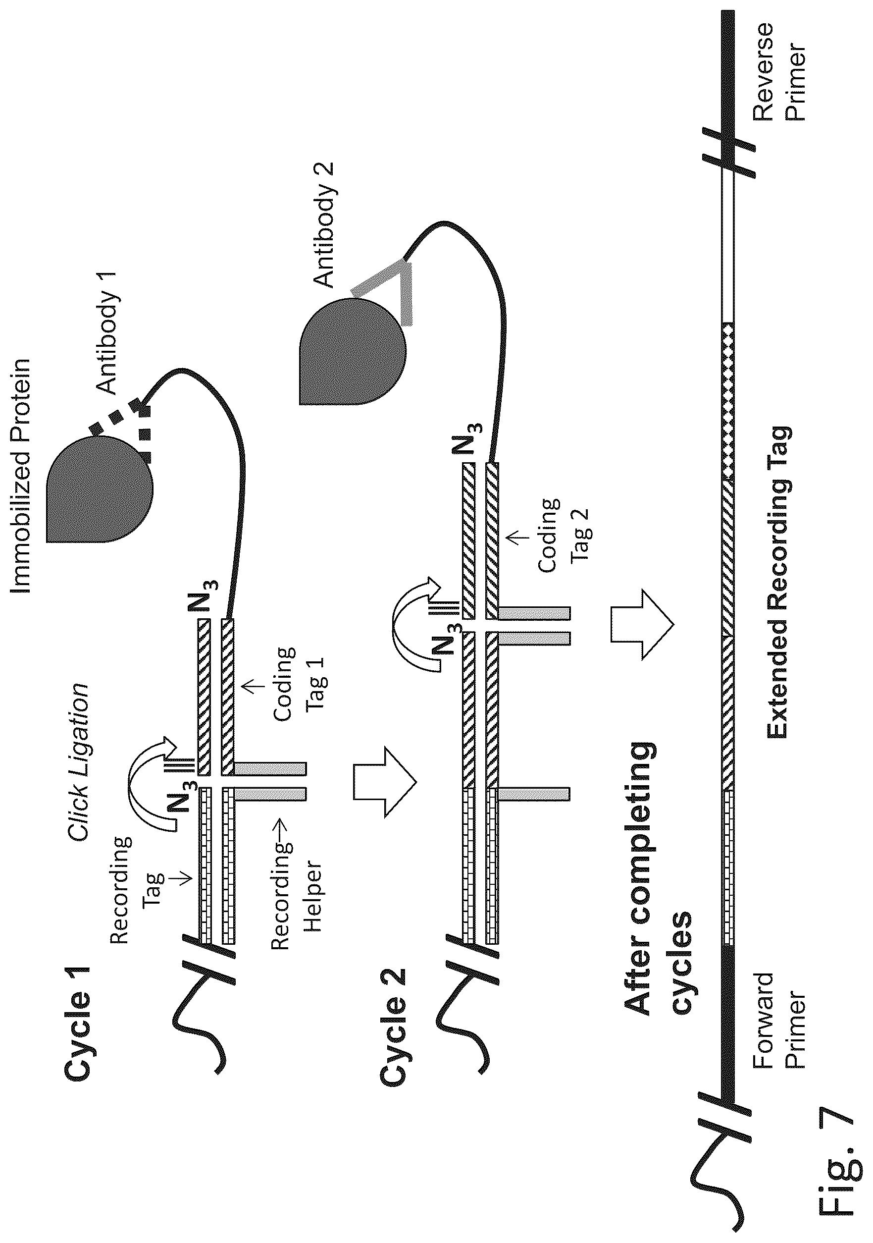Patent US12320813 Figure 12 – Macromolecule analysis employing nucleic acid encoding