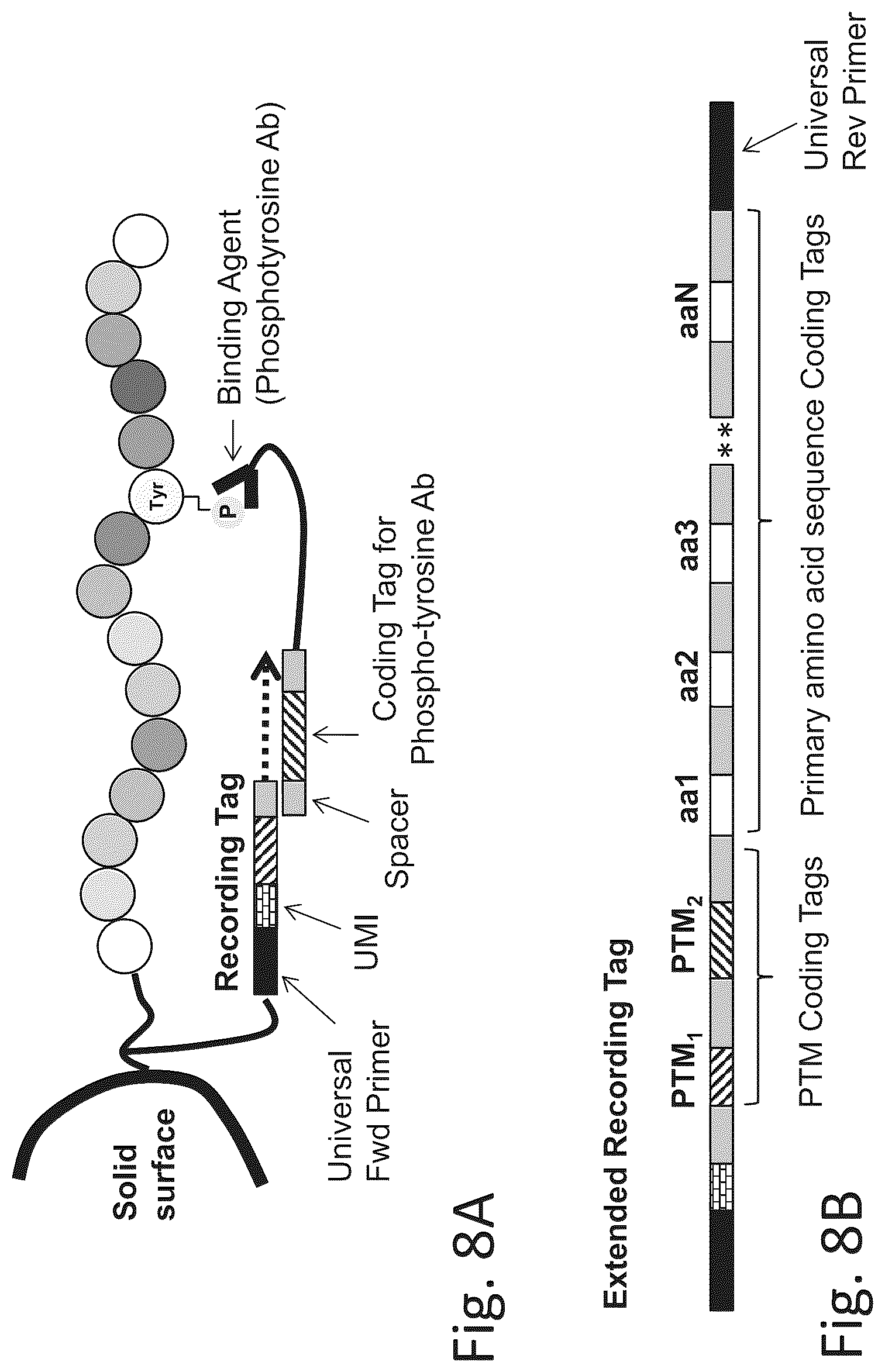 Patent US12320813 Figure 13 – Macromolecule analysis employing nucleic acid encoding
