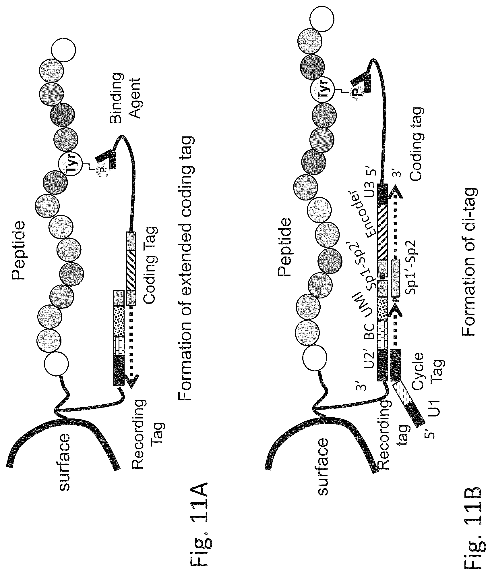 Patent US12320813 Figure 16 – Macromolecule analysis employing nucleic acid encoding