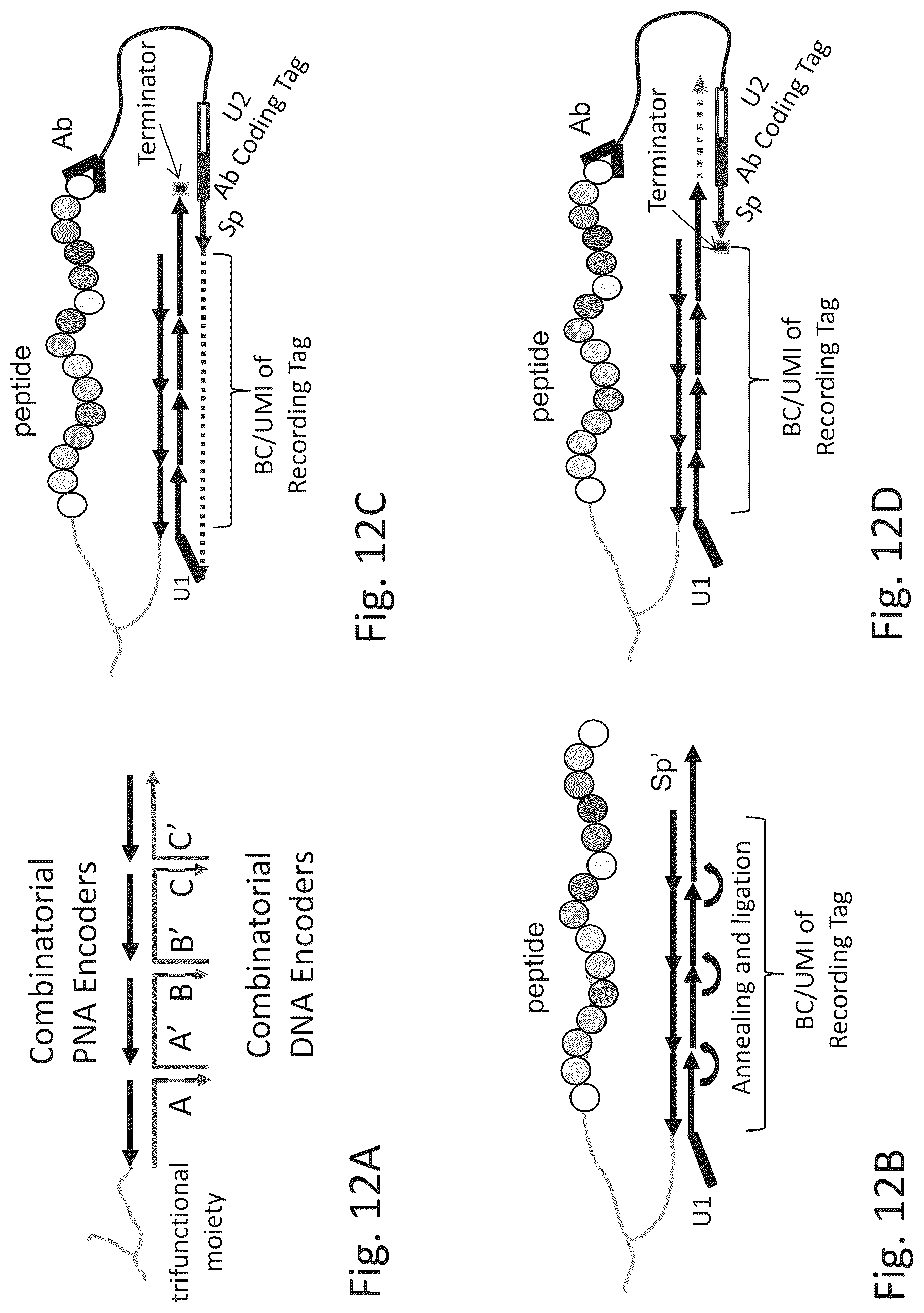 Patent US12320813 Figure 17 – Macromolecule analysis employing nucleic acid encoding