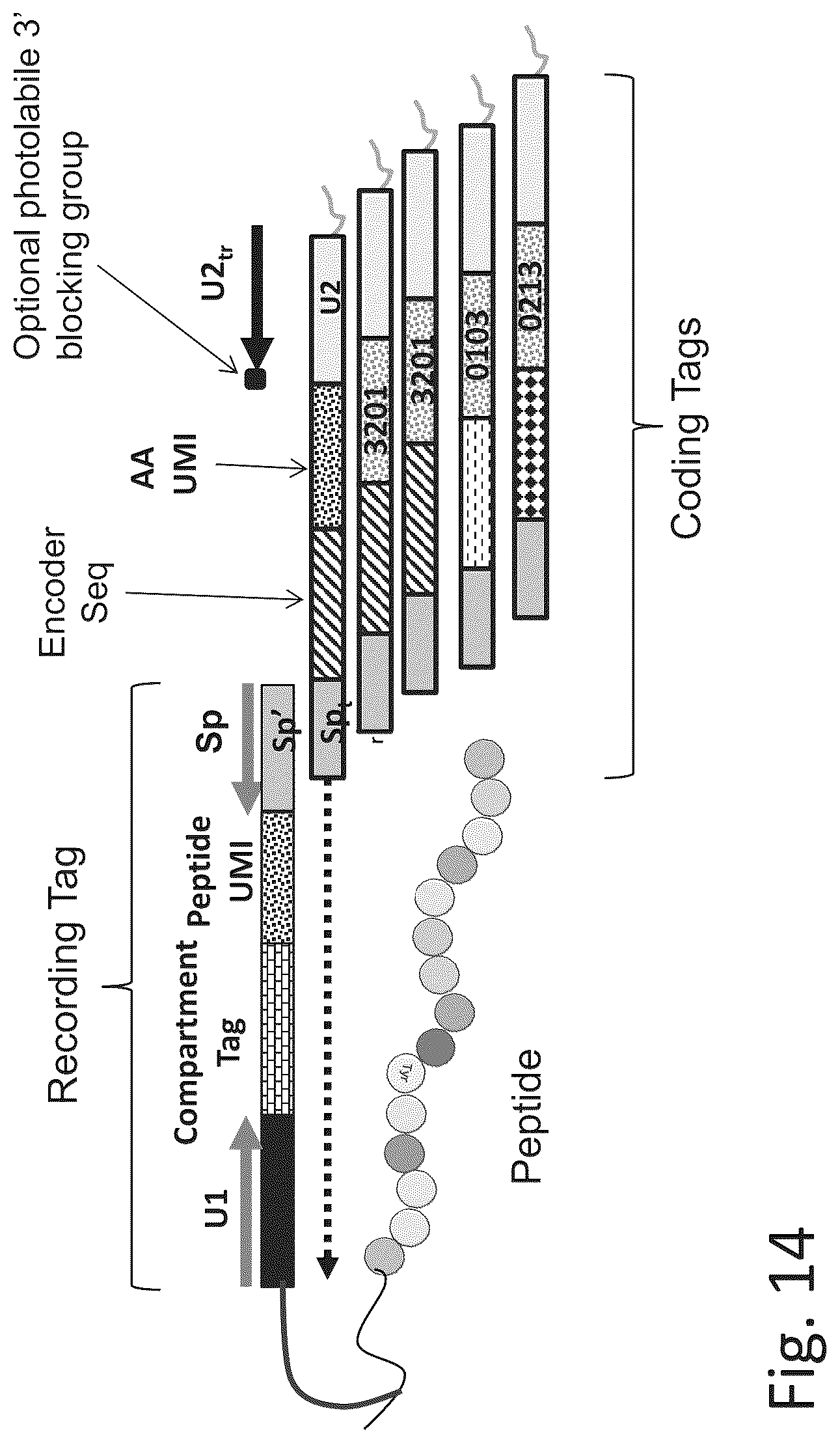 Patent US12320813 Figure 19 – Macromolecule analysis employing nucleic acid encoding
