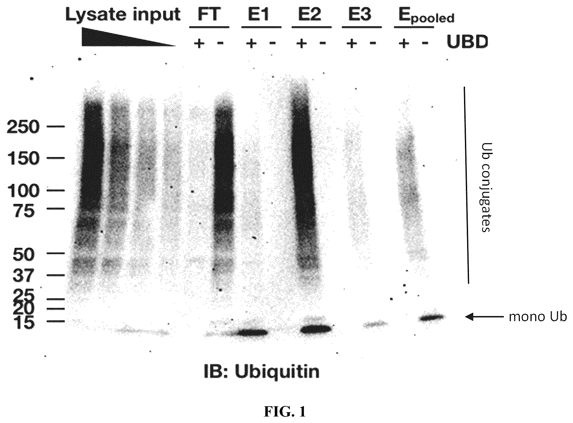 Patent US12320815 — Compositions and methods for enrichment and detection of ubiquitin and ubiquitin conjugates — Figure 1