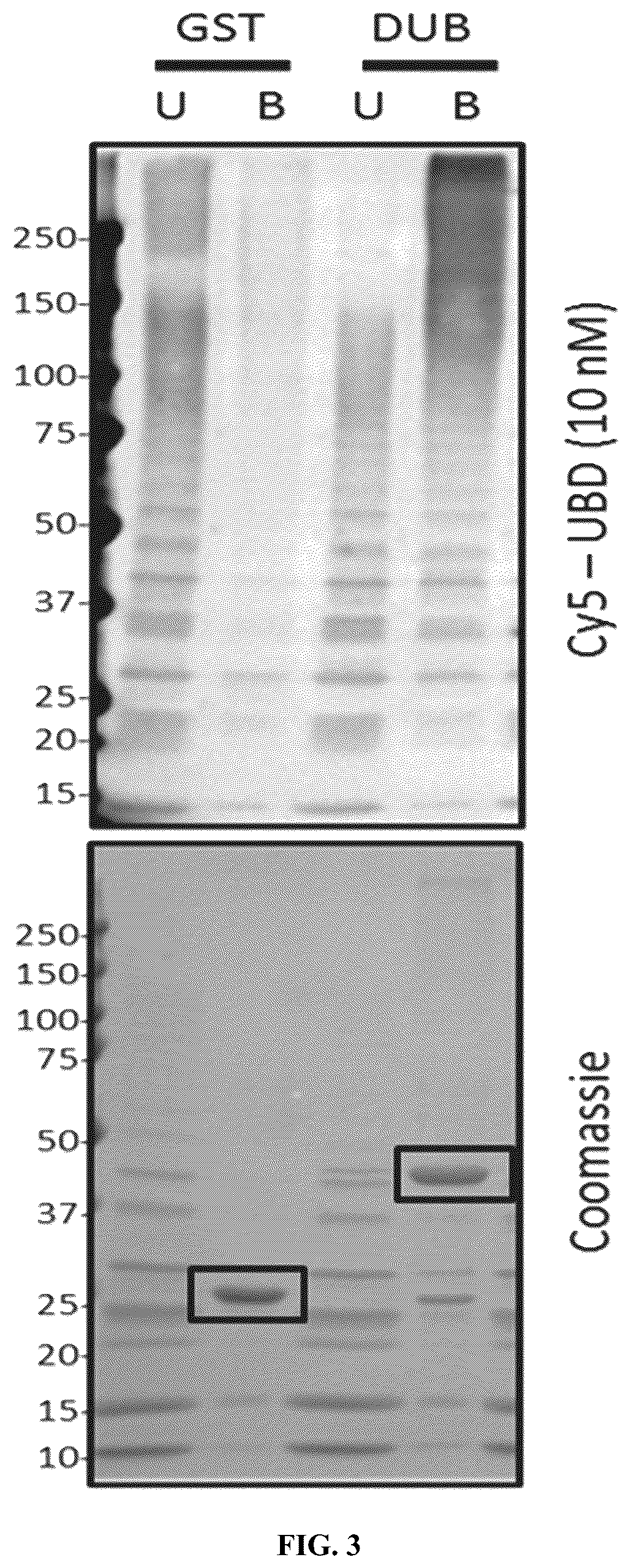 Patent US12320815 Figure 3 – Compositions and methods for enrichment and detection of ubiquitin and ubiquitin conjugates