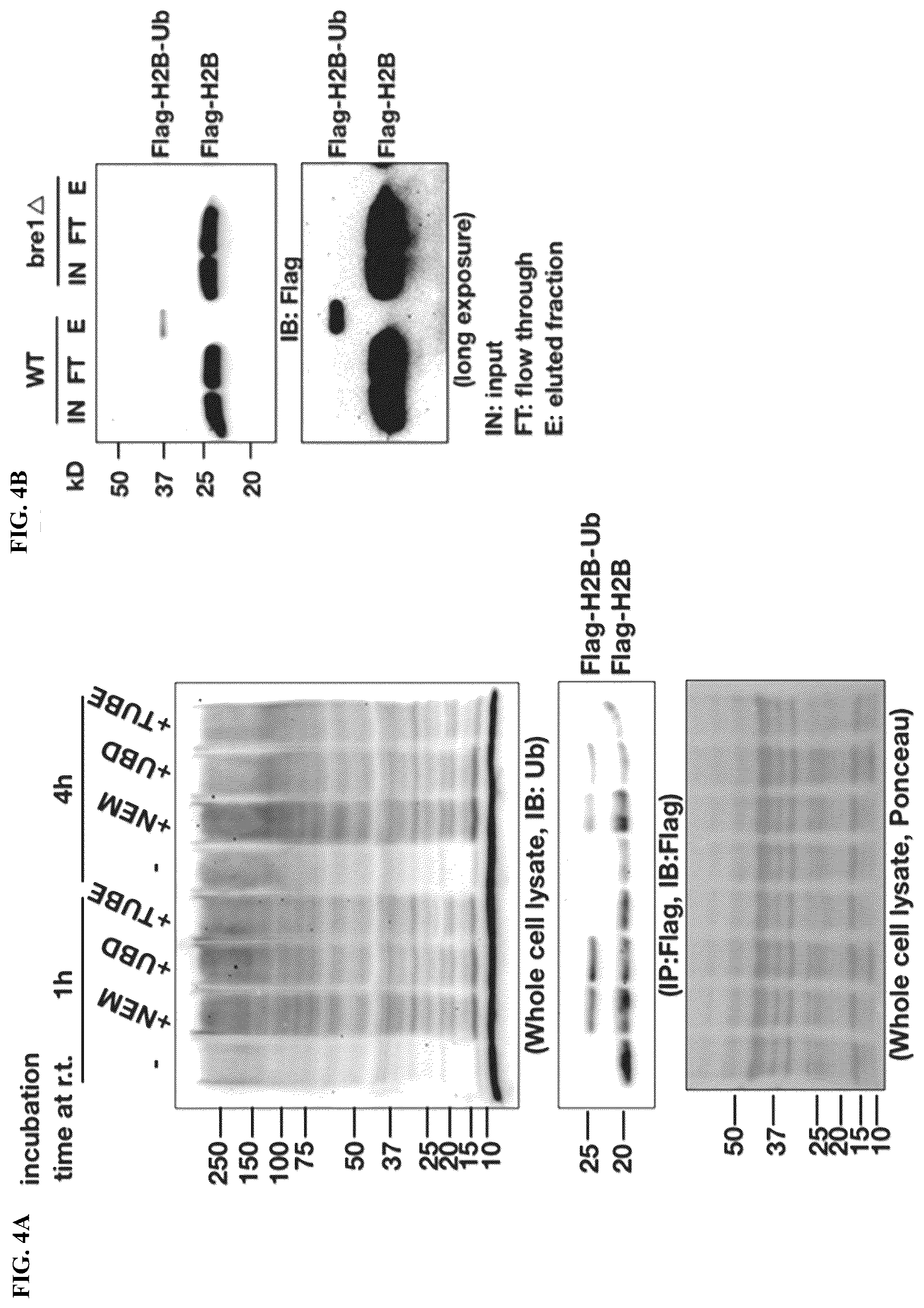 Patent US12320815 Figure 4 – Compositions and methods for enrichment and detection of ubiquitin and ubiquitin conjugates