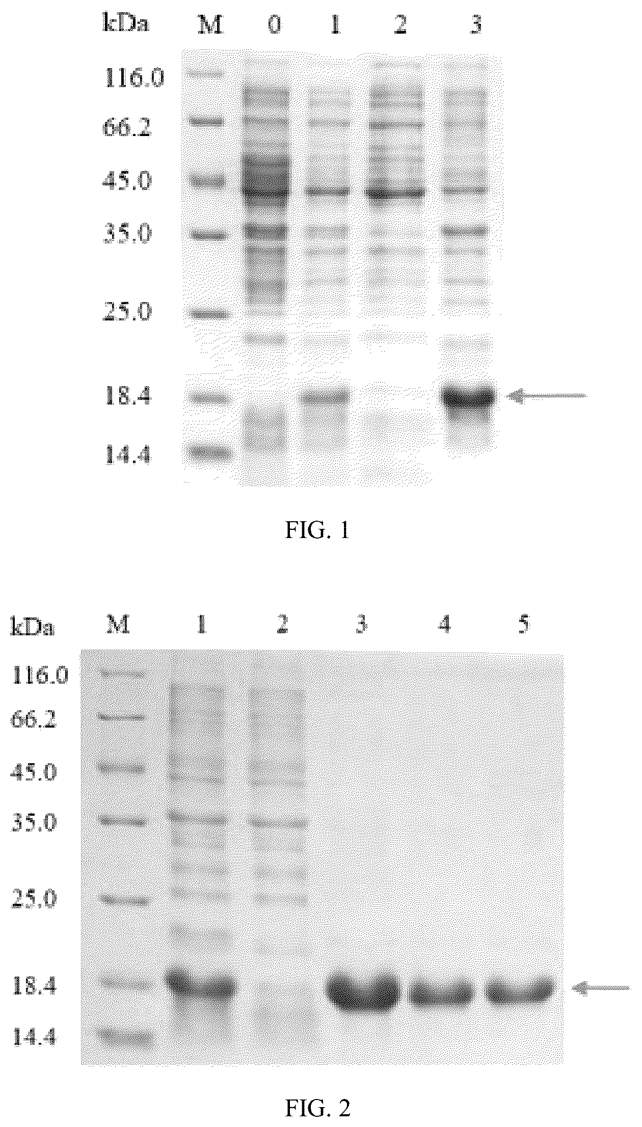 Patent US12320817 Figure 1 – Enzyme-linked immunosorbent assay (ELISA) method and monoclonal antibody for giant panda relaxin-3 (RLN3)