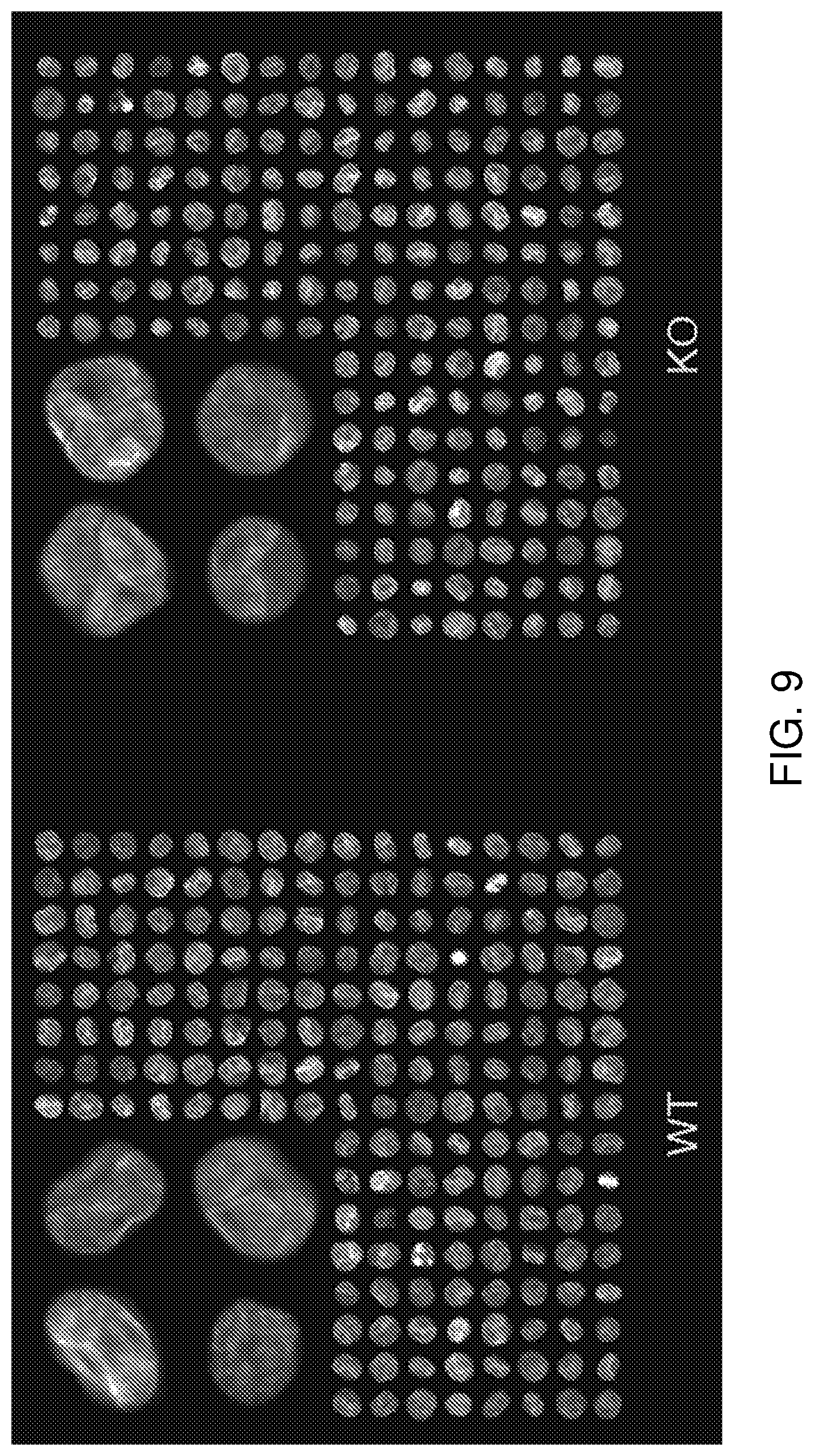 Patent US12322101 Figure 9 – Methods of analyzing microscopy images using machine learning